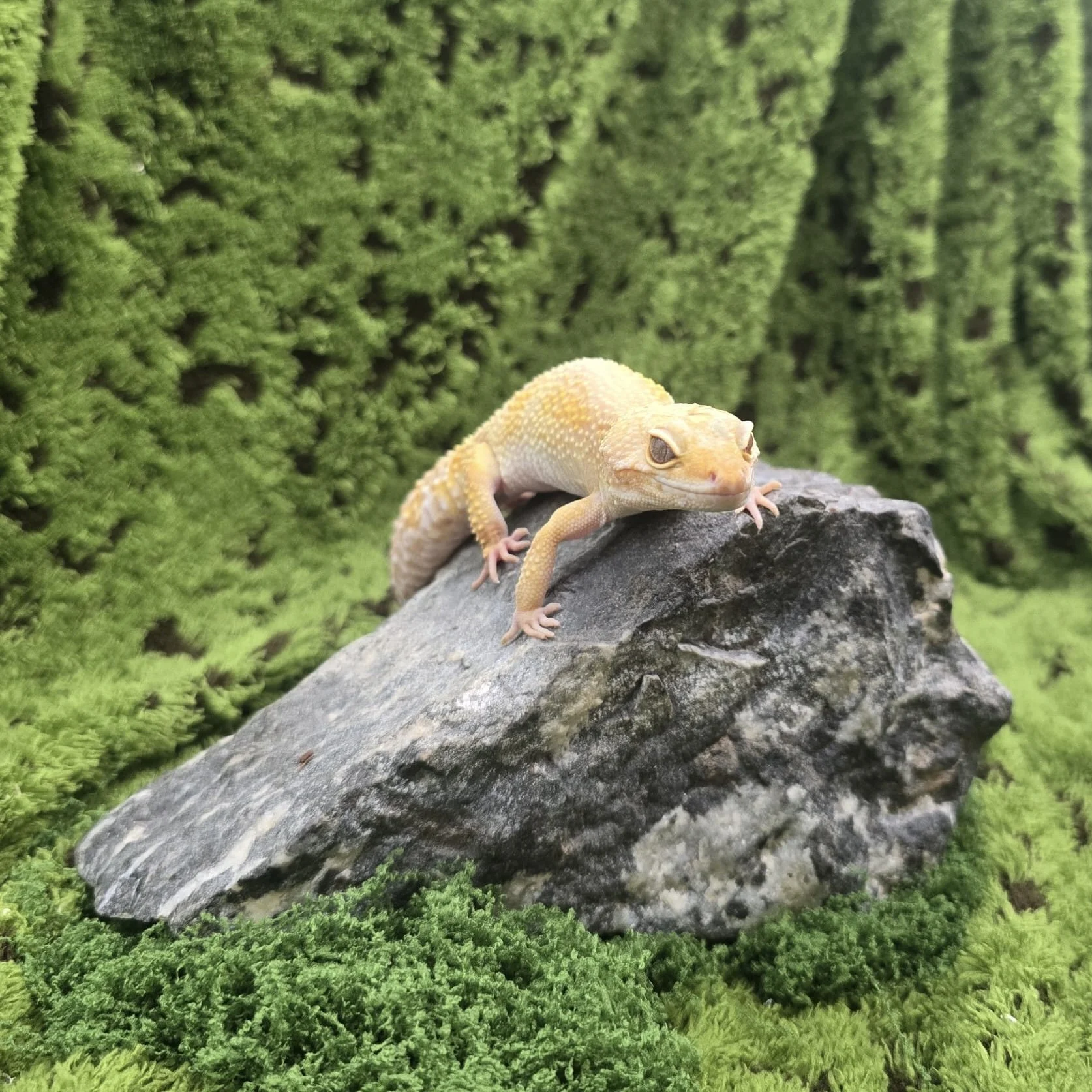 Female Leopard Gecko For Sale - Super Hypo Albino