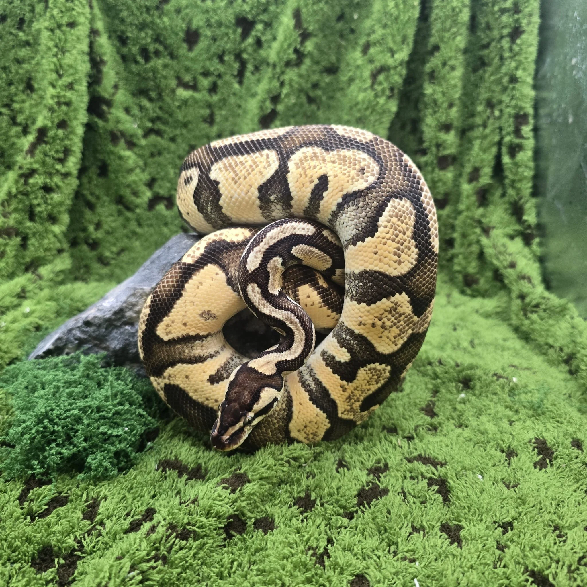 Firefly Royal Python For Sale - Female