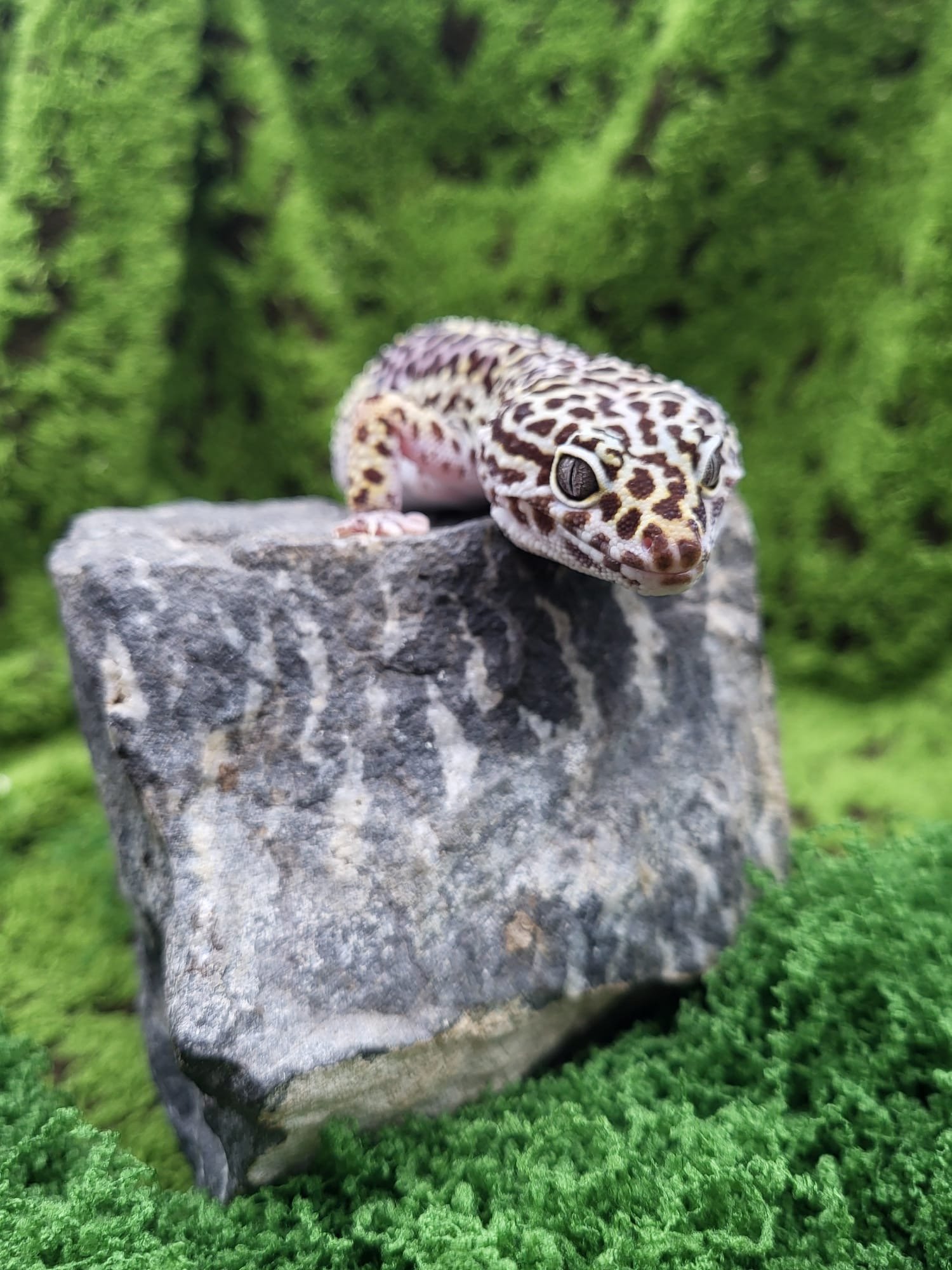 Classic Adult Female Leopard Gecko For Sale
