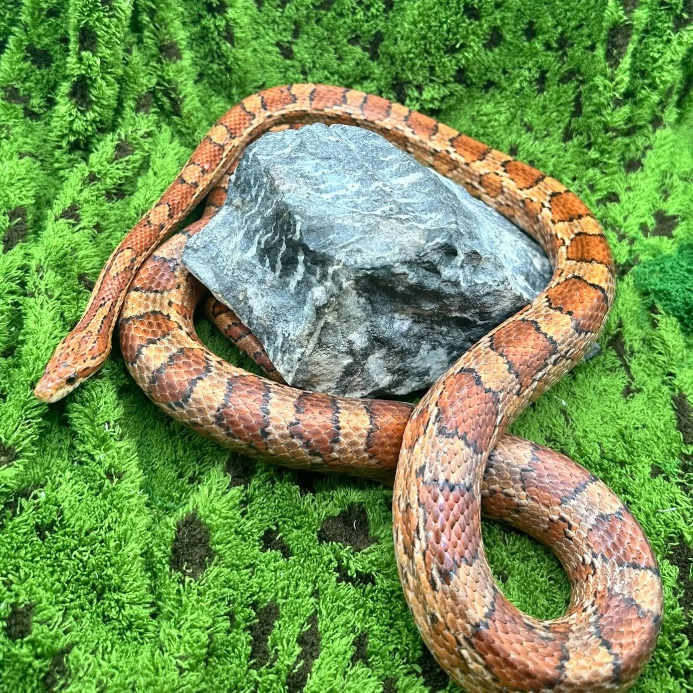 Beautiful Corn Snake For Sale - 4yr Old Male
