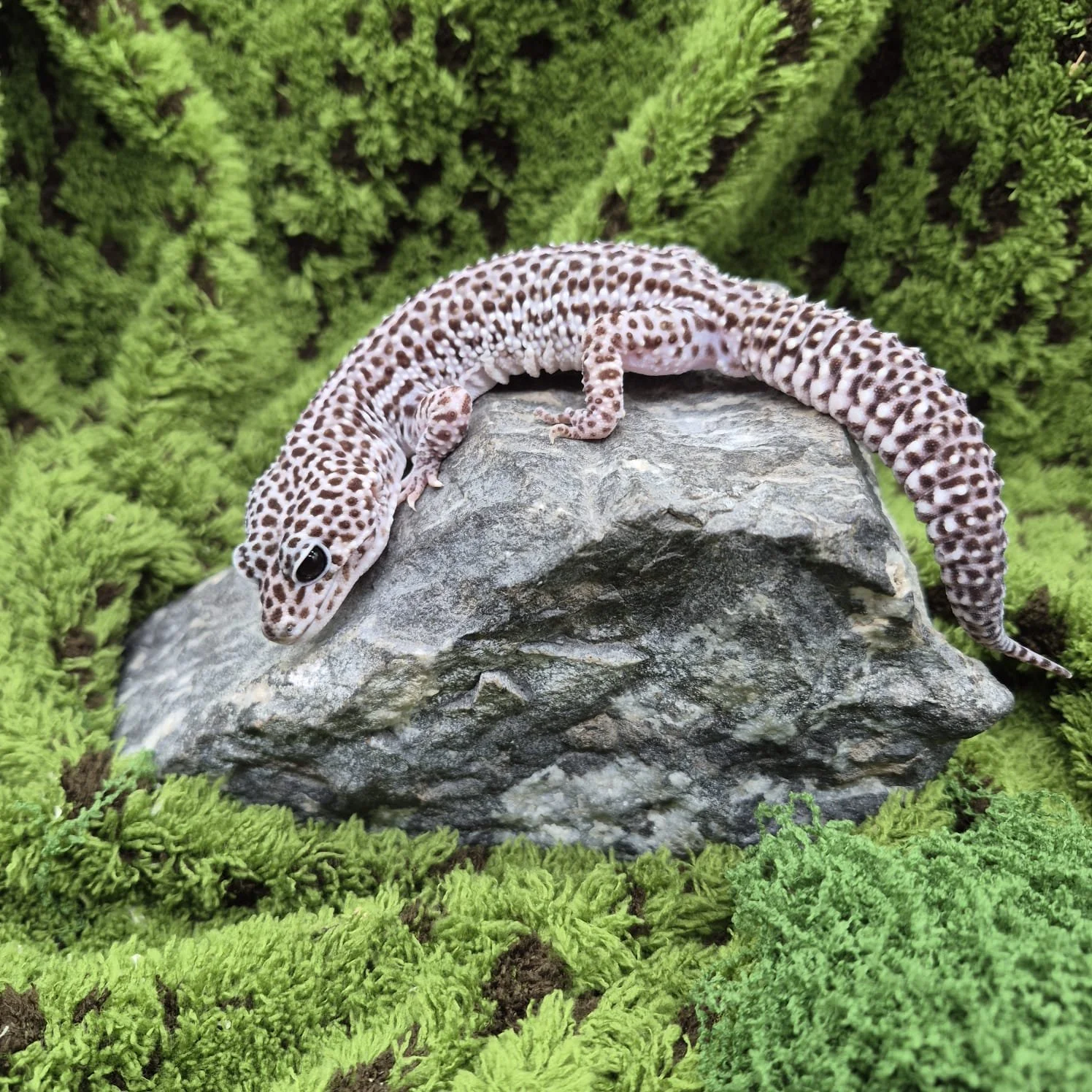 Super Snow Leopard Gecko For Sale - Adult Male