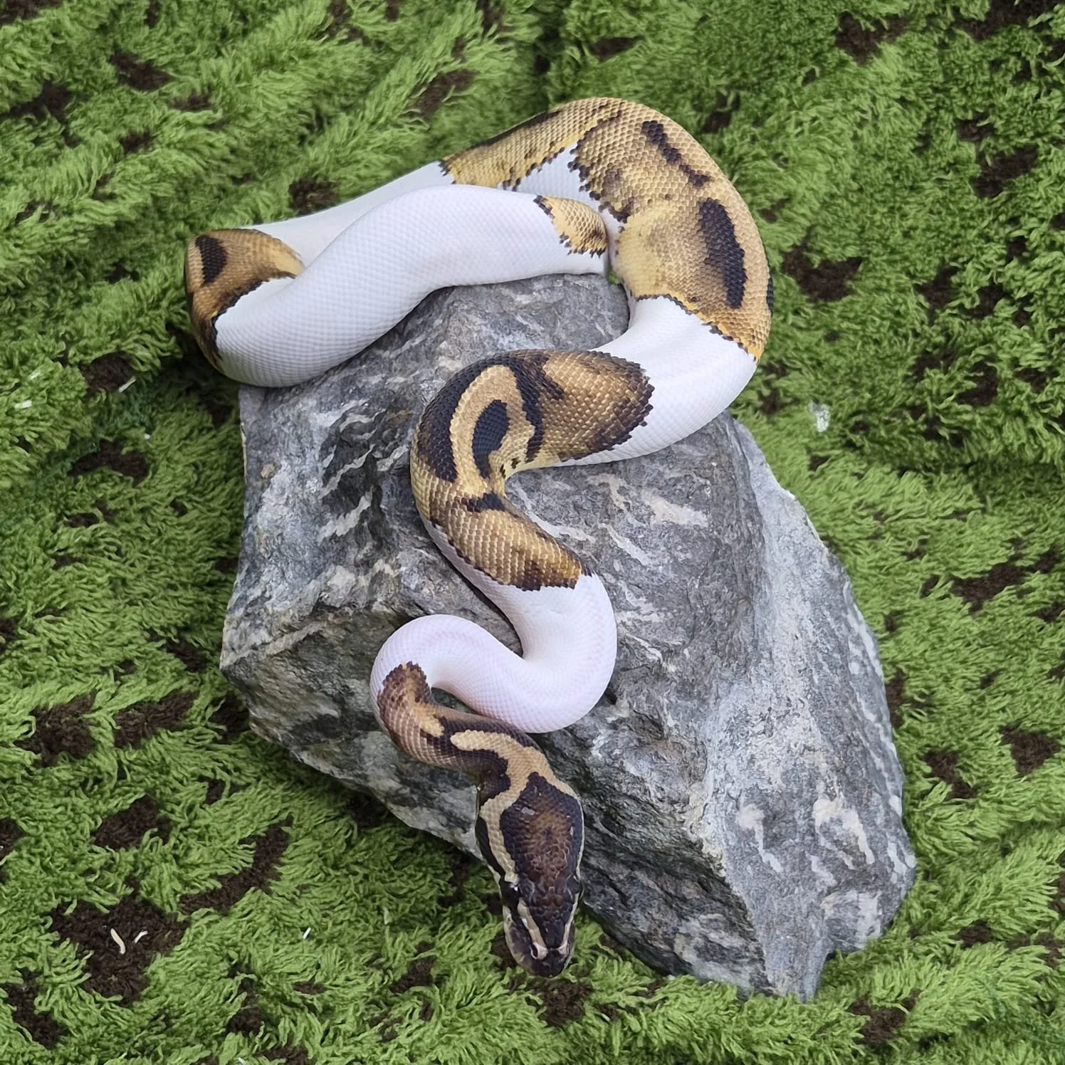 Pied Royal Python For Sale - Male