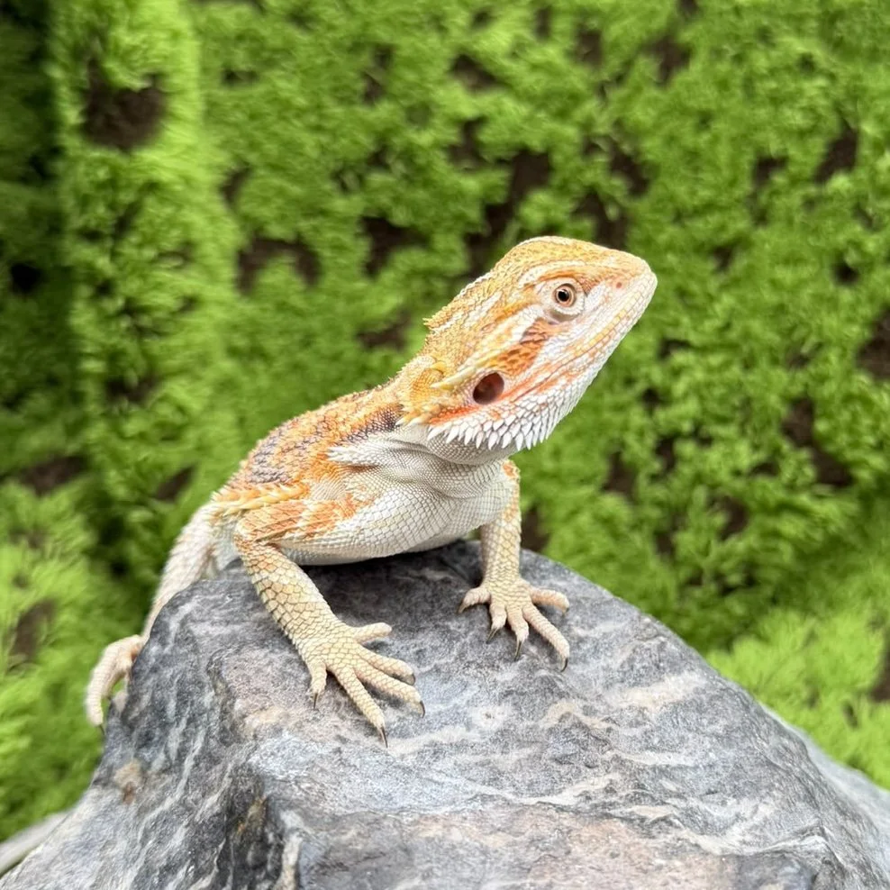Bearded Dragon For Sale - Blue Bar Tiger