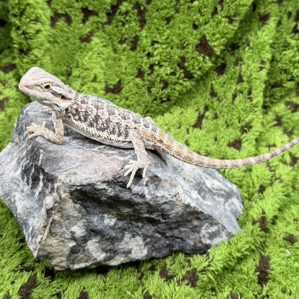 Bearded Dragon For Sale - Tiger