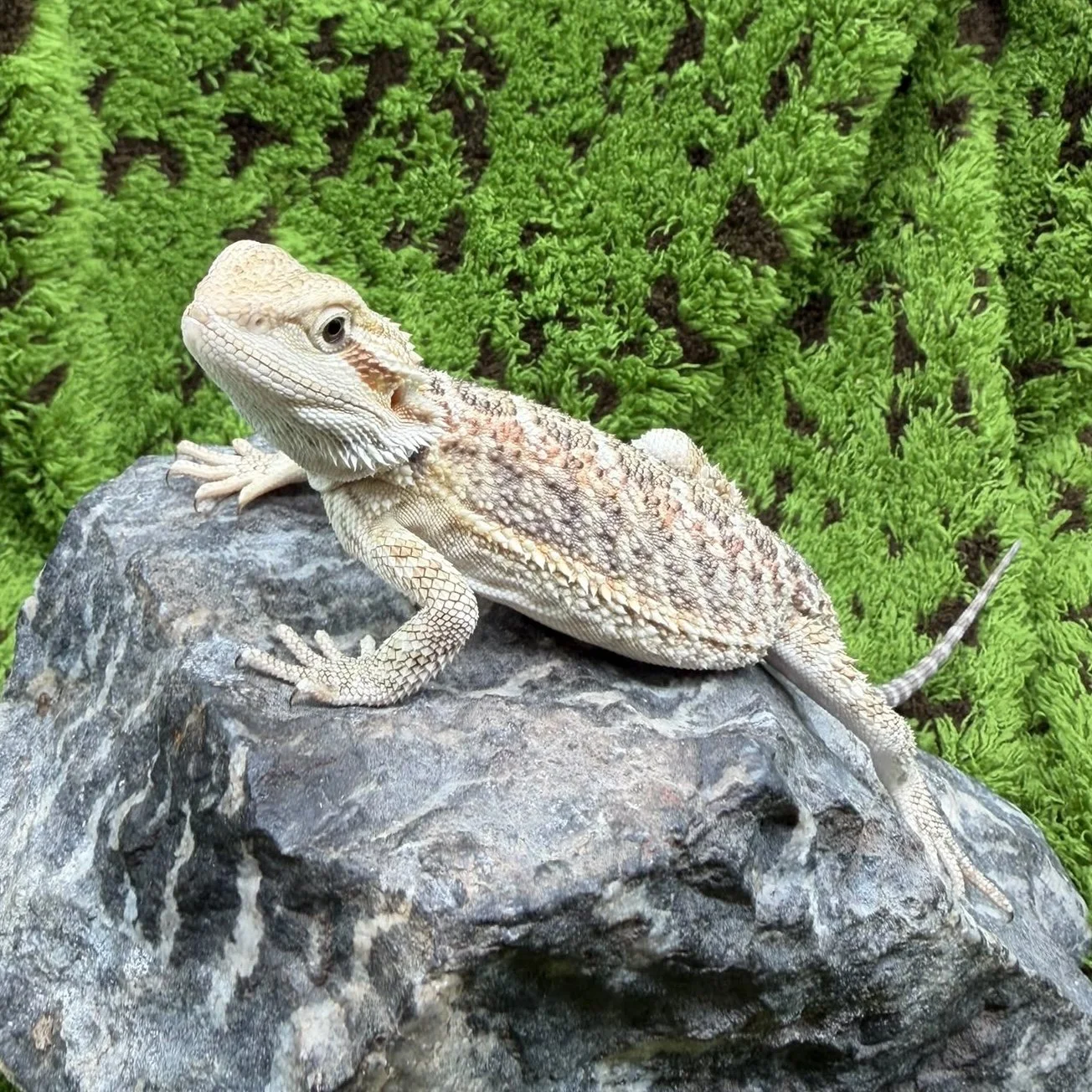 Bearded Dragon For Sale - Sandfire Tiger