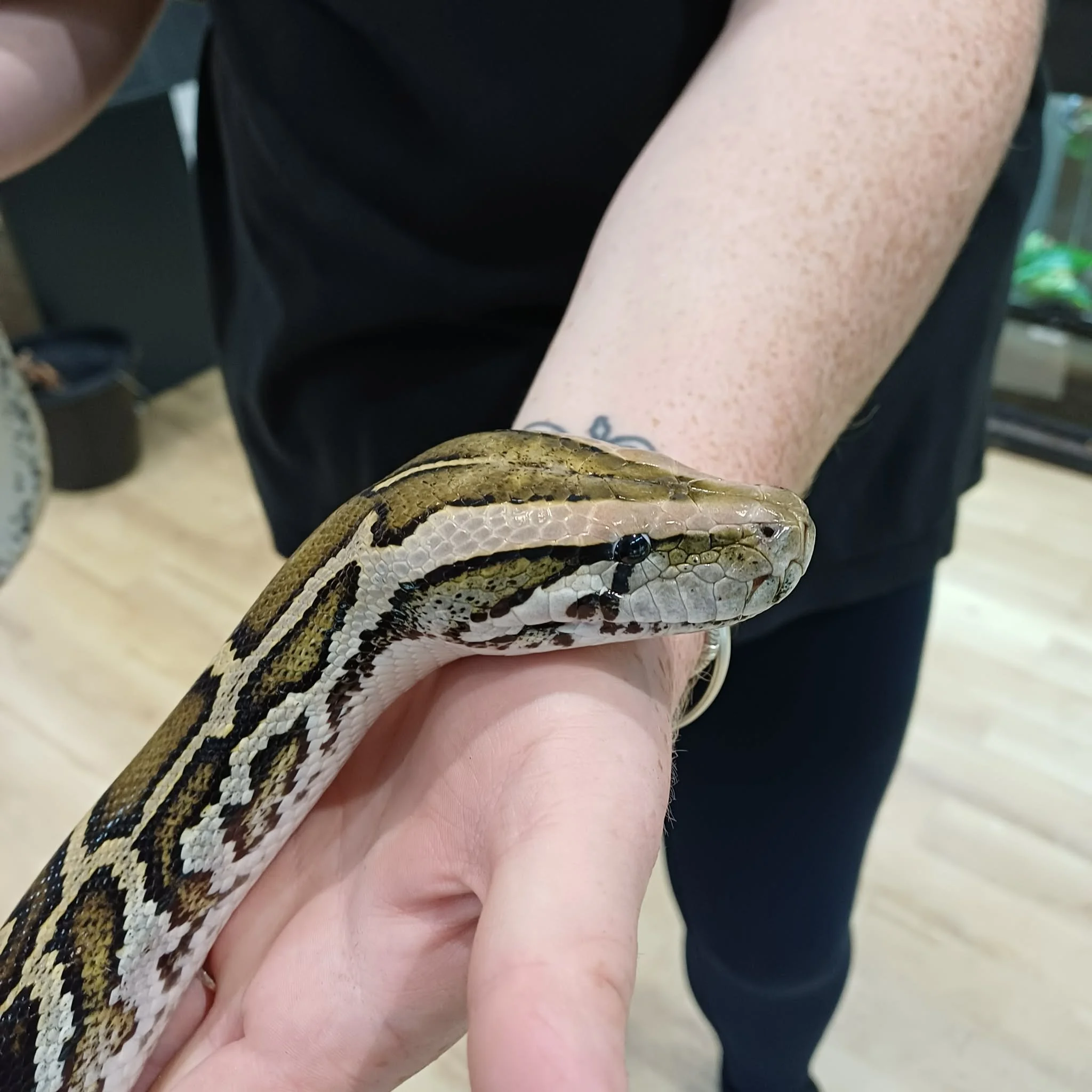 Burmese Python For Sale - 3yr Old Female
