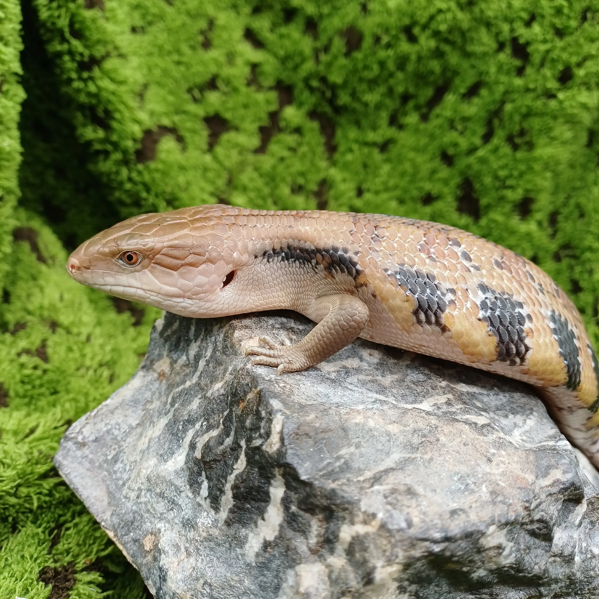 Baby Northern Blue Tongue Skink For Sale