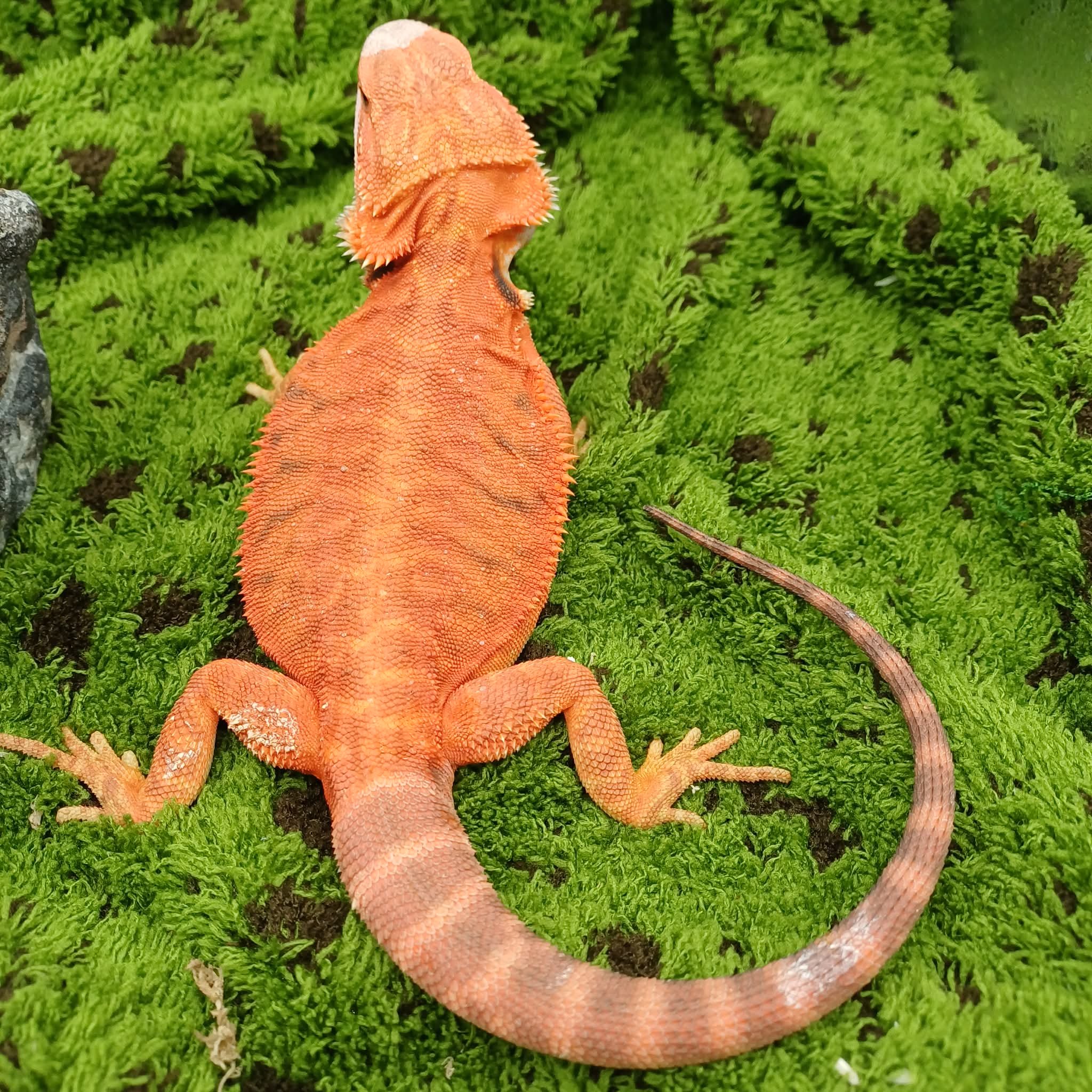 High Red Bearded Dragon For Sale - Leatherback