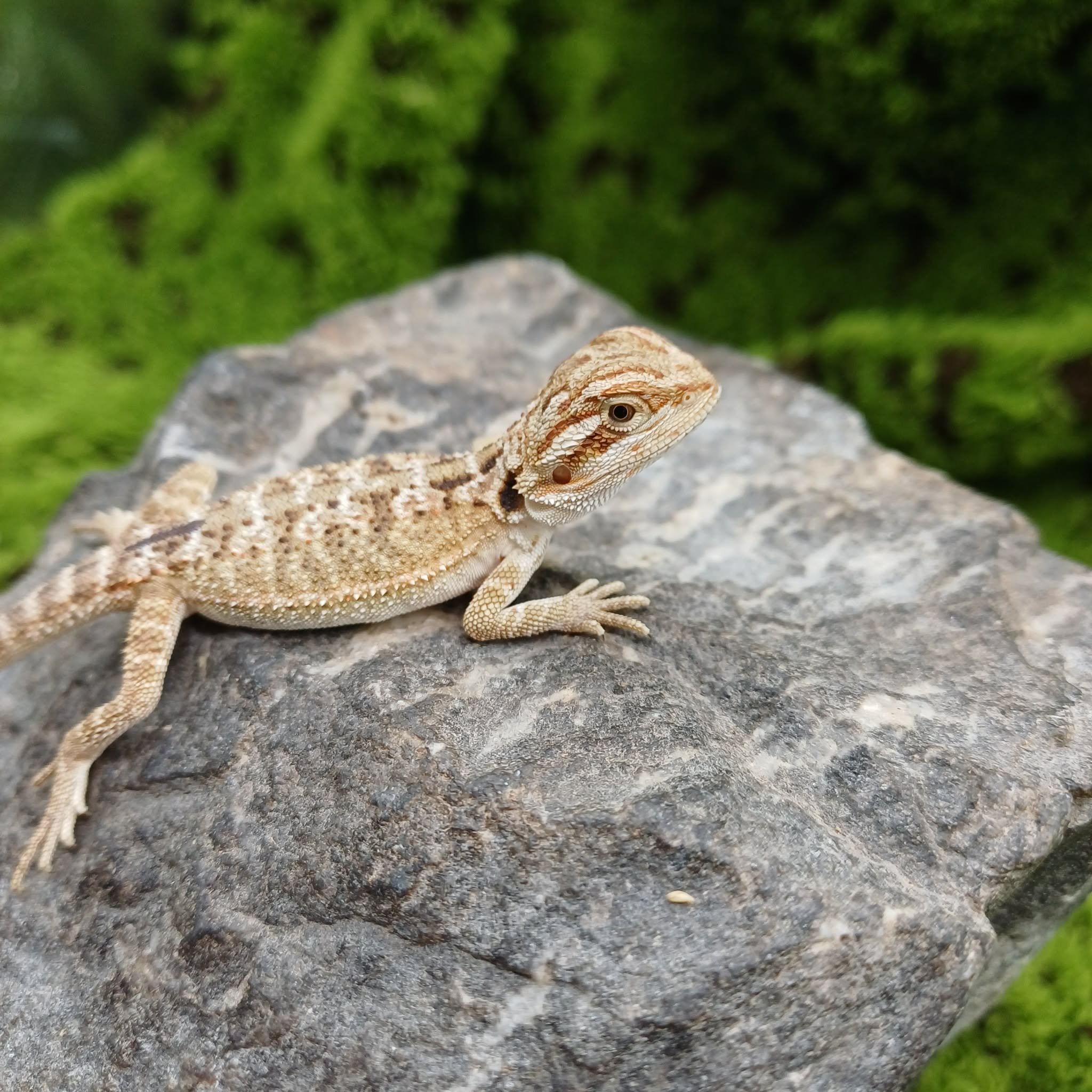 Baby Bearded Dragon For Sale - Tiger