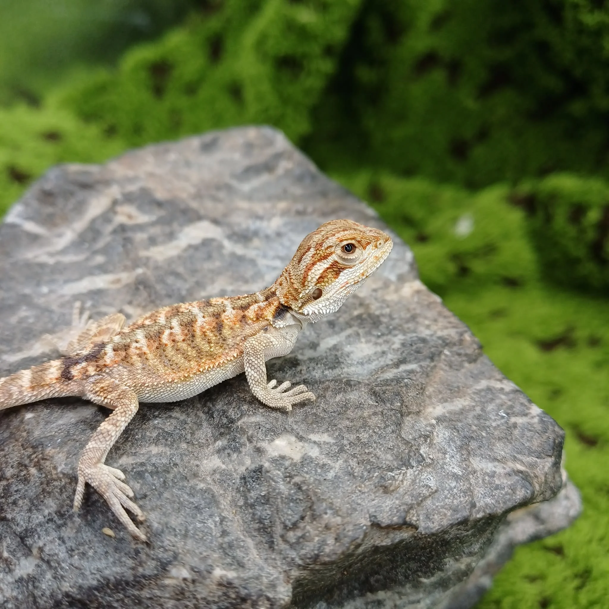 Baby Bearded Dragon For Sale - Hypo Tiger