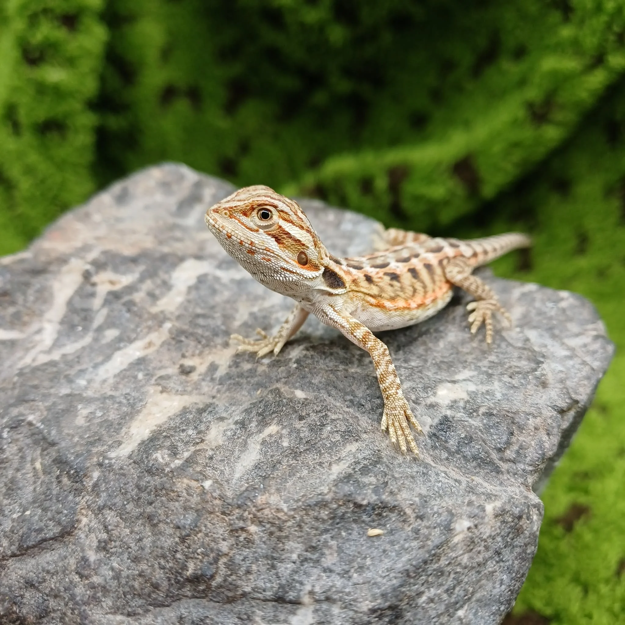 Baby Bearded Dragon For Sale - Orange Leatherback Tiger