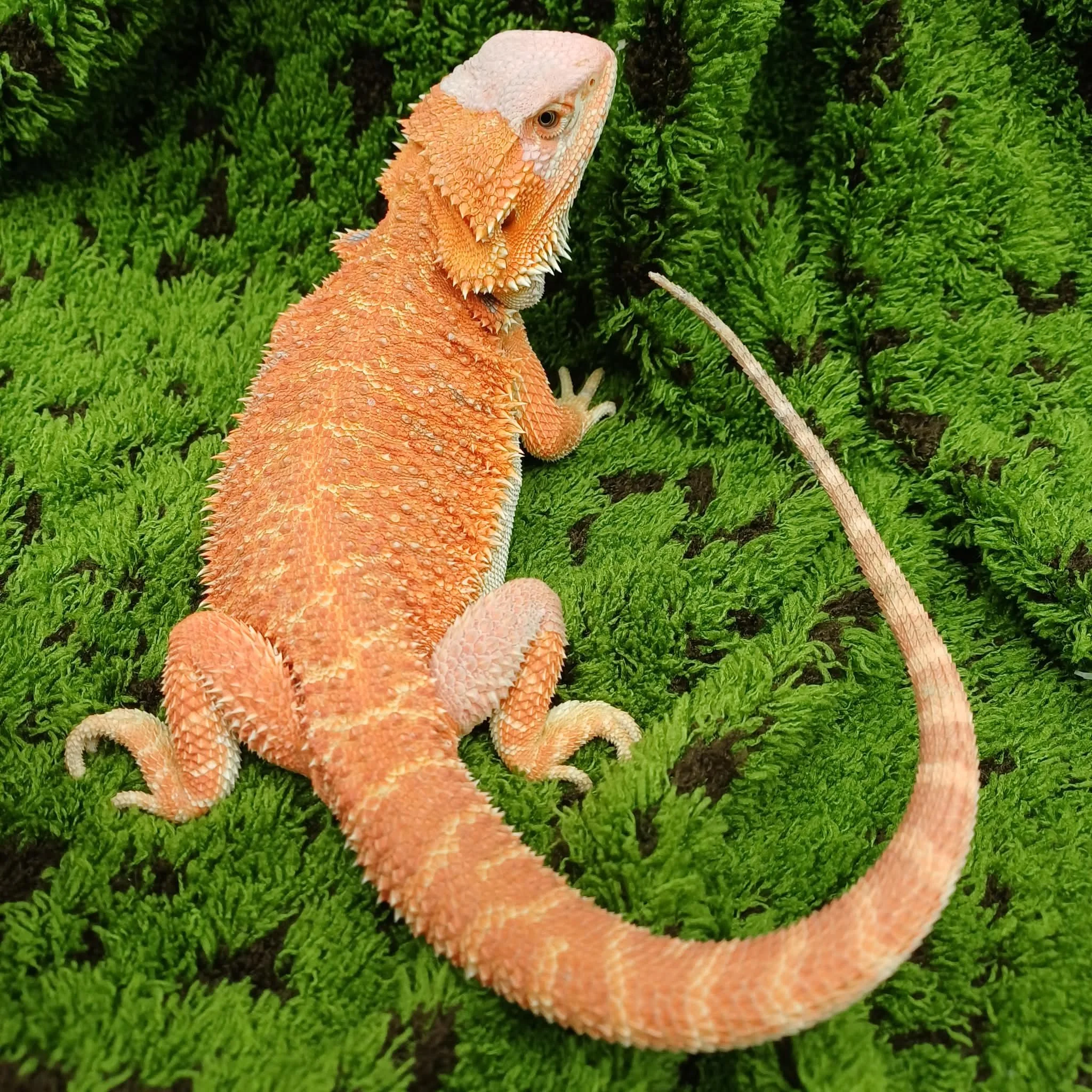 Hypo Red Tiger Bearded Dragon For Sale