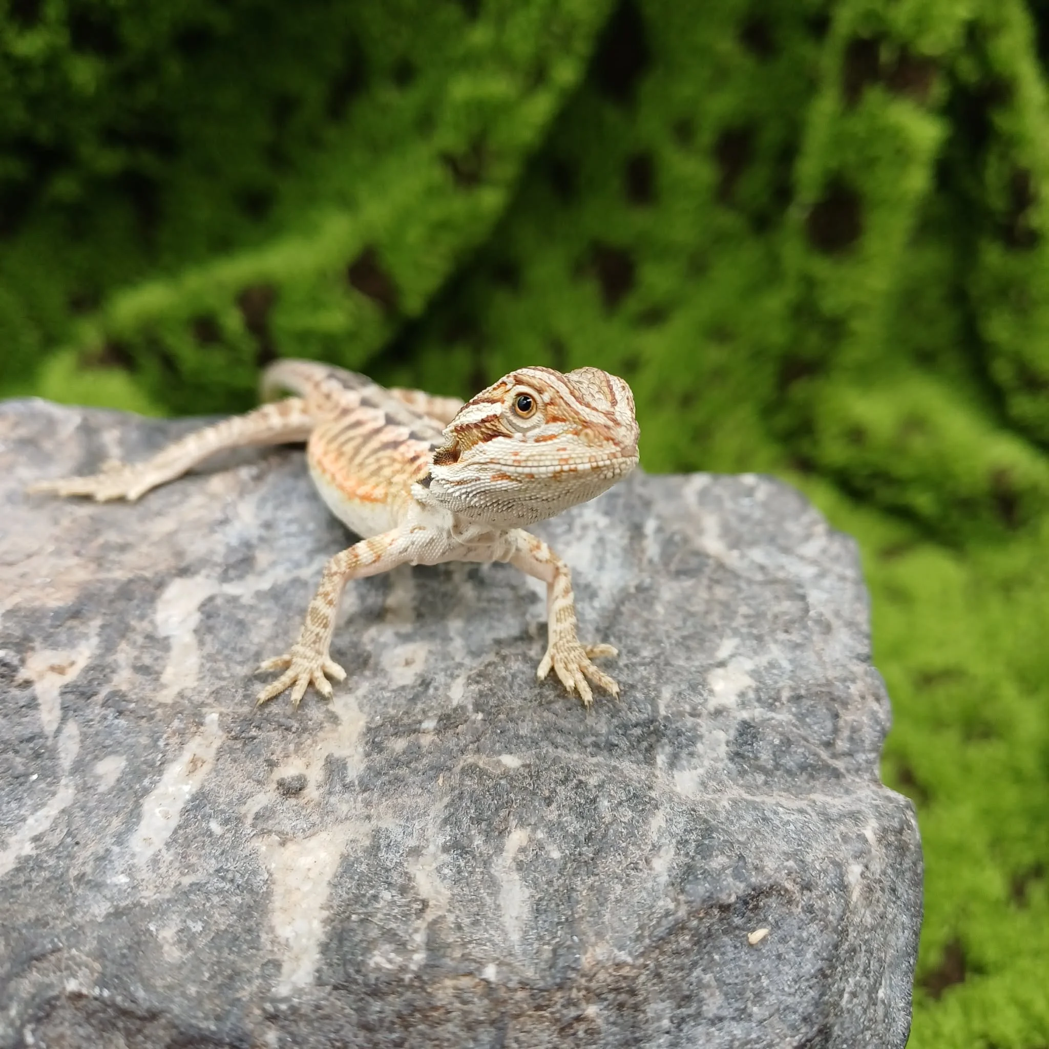 Baby Bearded Dragon For Sale - Orange Leatherback