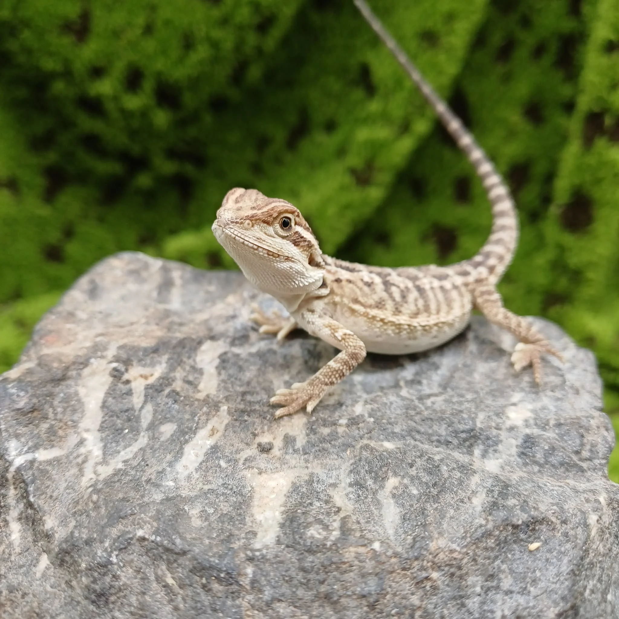 Baby Bearded Dragon For Sale - Tiger