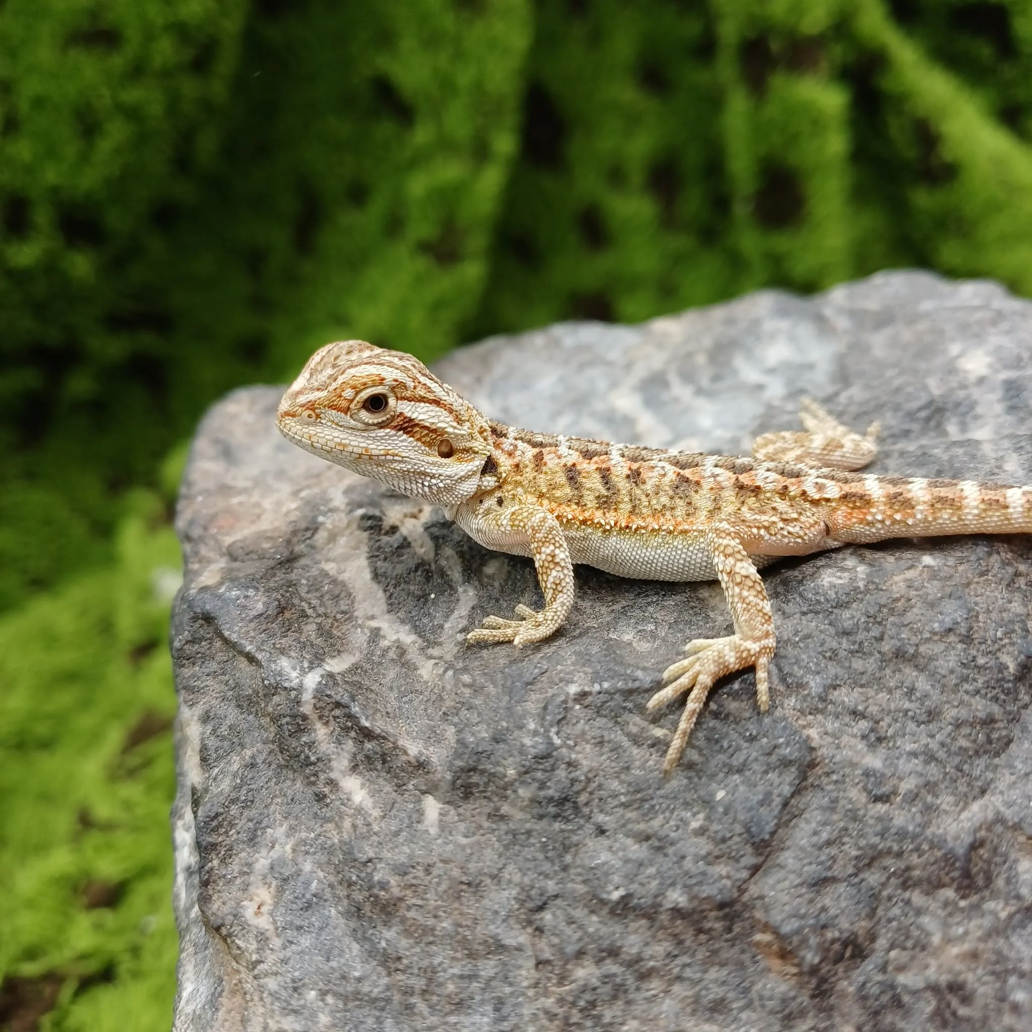 Baby Bearded Dragon For Sale - Orange Tiger