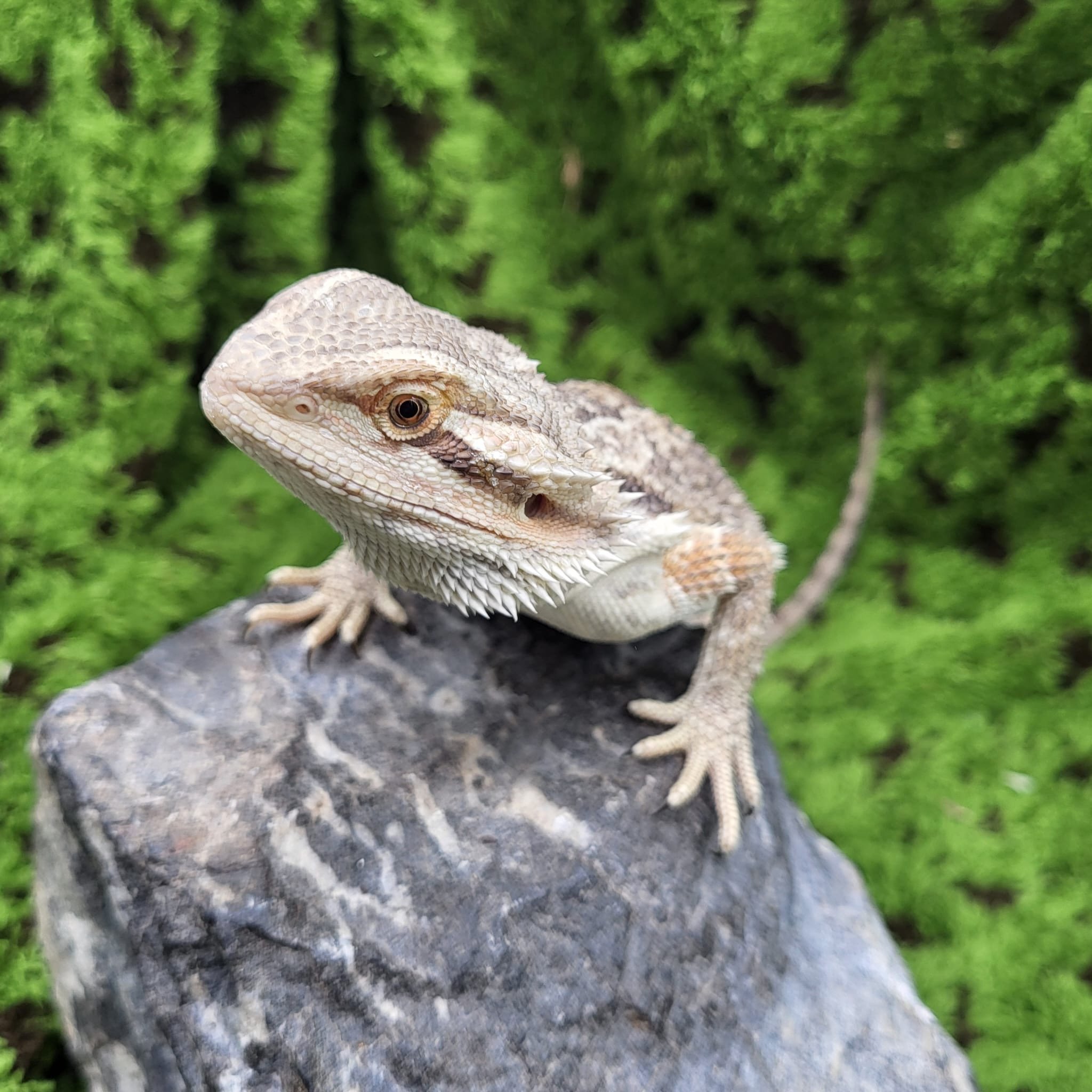 'Lily' The Bearded Dragon For Sale
