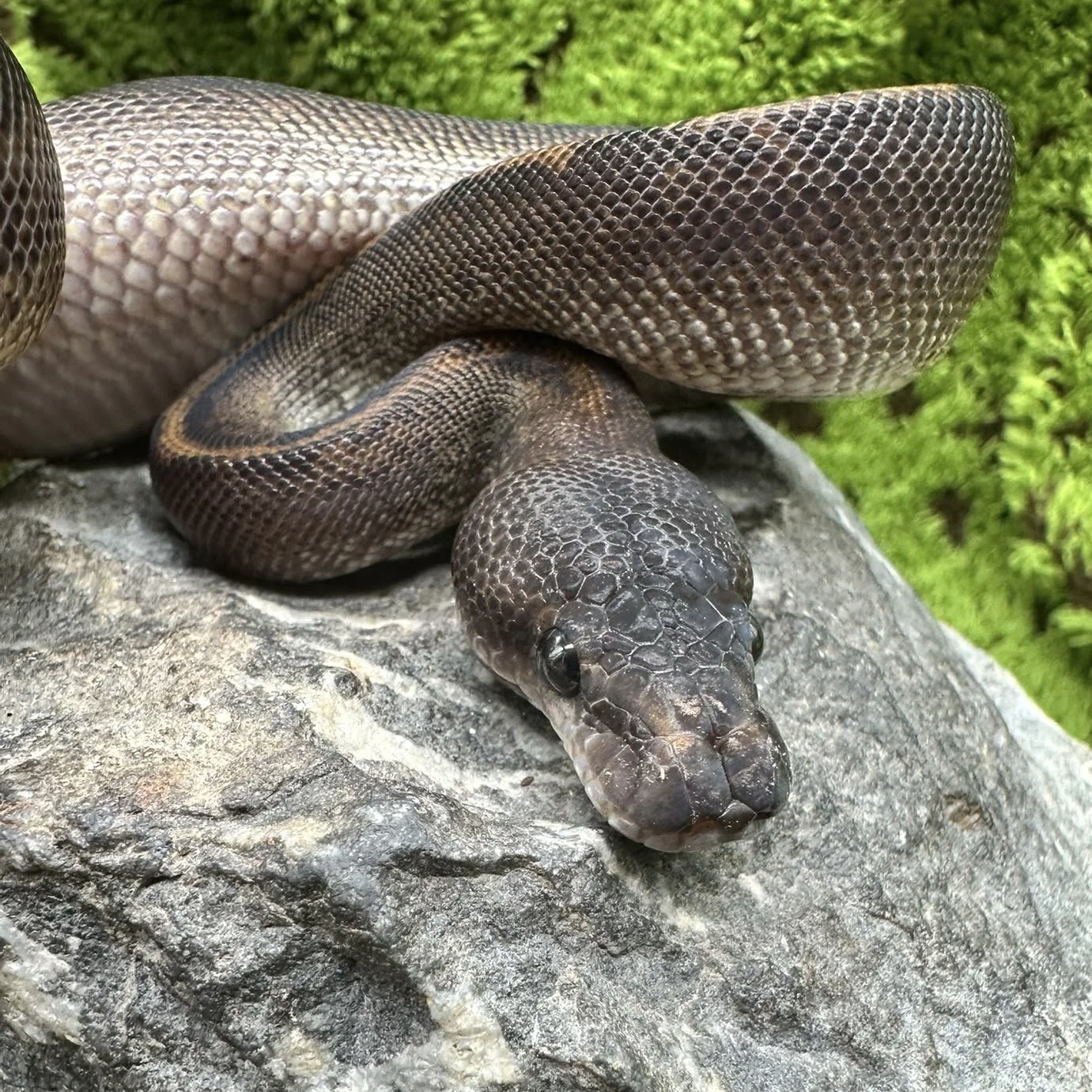 Super Mahogany Royal Python For Sale - Male