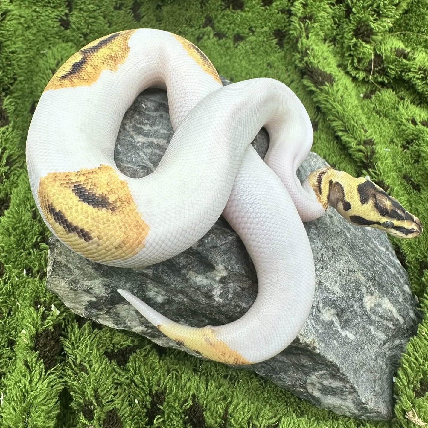 Firefly Pied Royal Python For Sale - Male