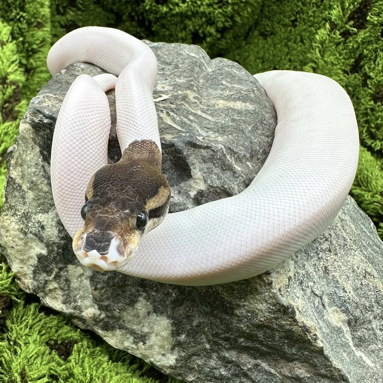 Black Pastel Pied Ball Python For Sale - Female