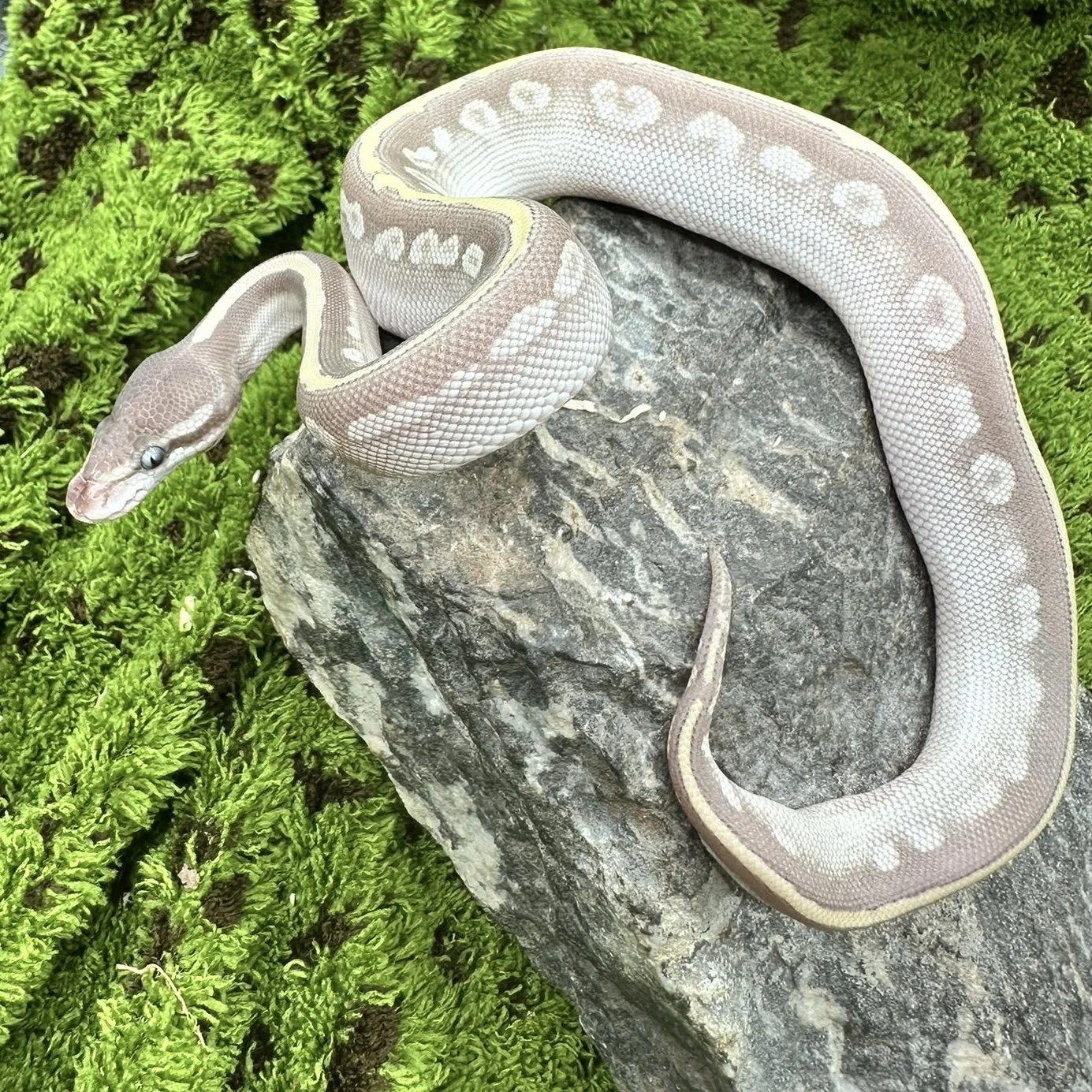 Purple Passion Ball Python For Sale - Female