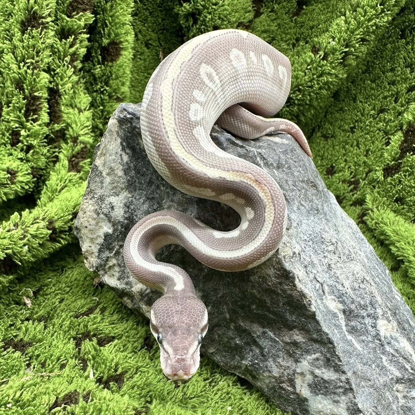 Purple Passion Royal Python For Sale - Male