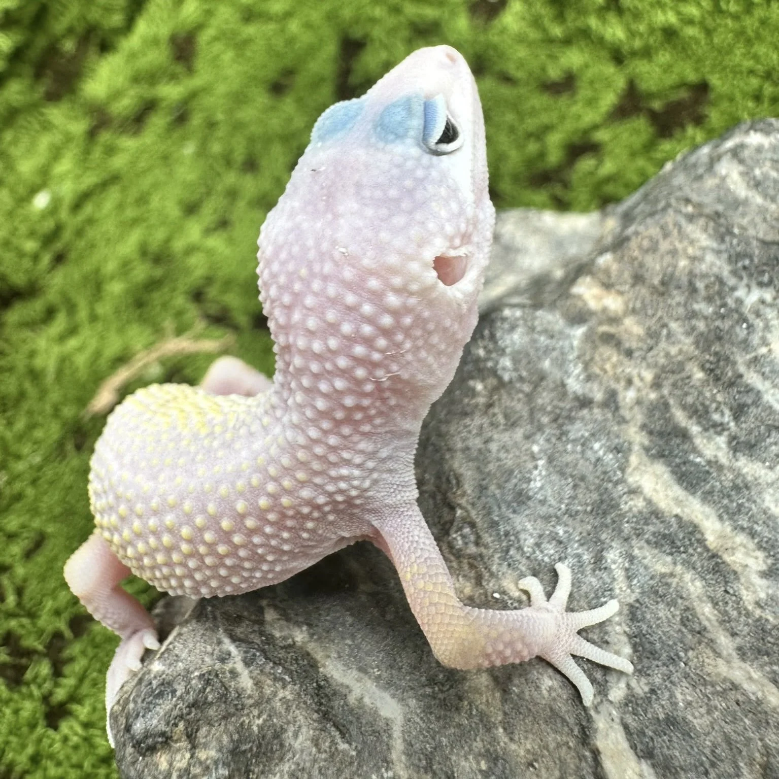 Blizzard Leopard Gecko For Sale