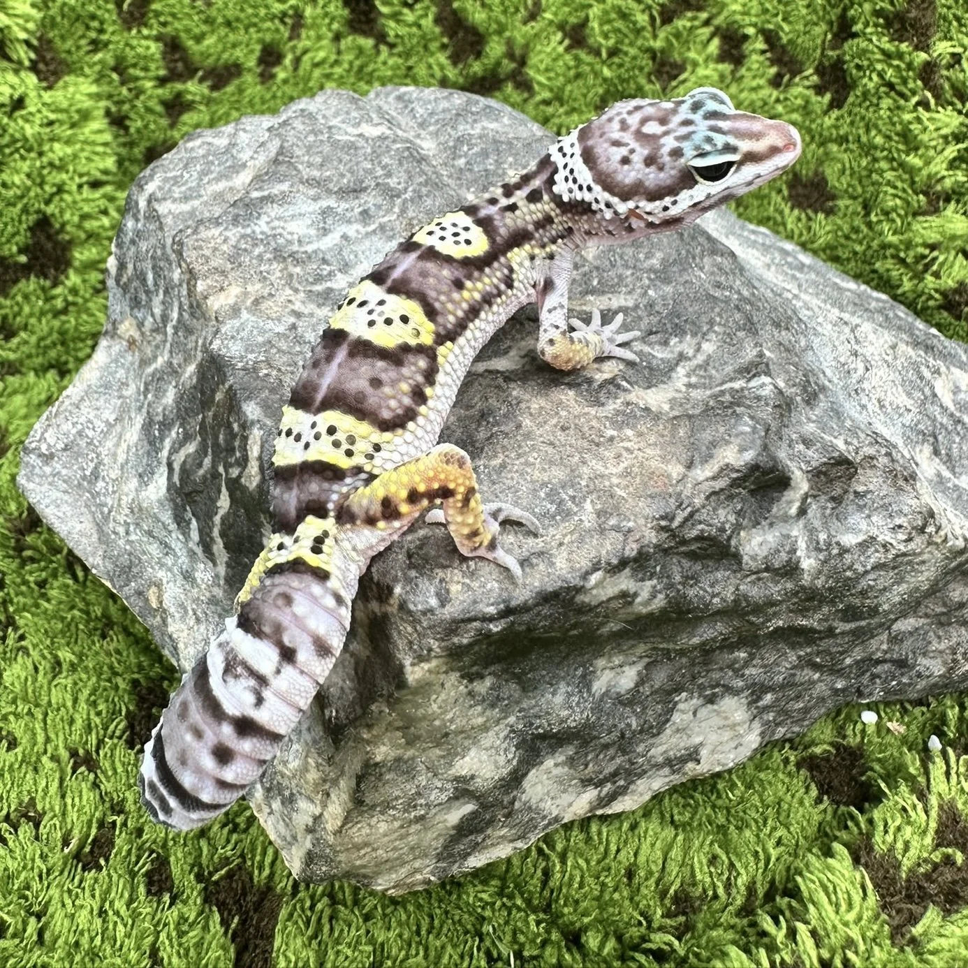 Bold Leopard Gecko For Sale
