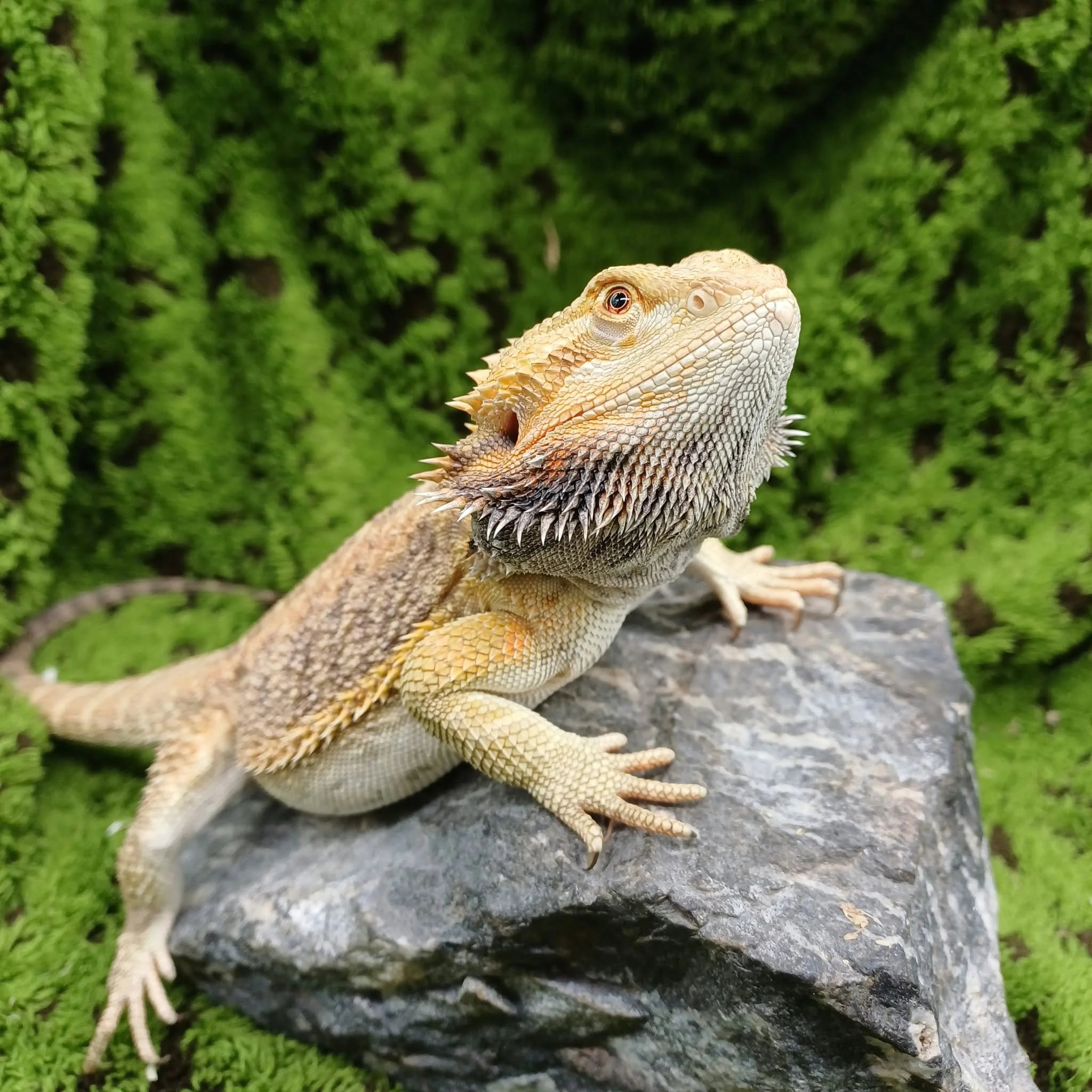 Young Bearded Dragon For Sale