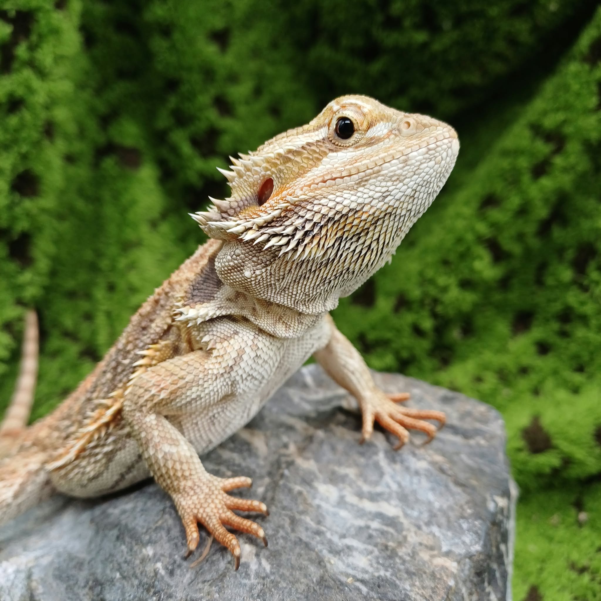 Juvenile Bearded Dragon For Sale
