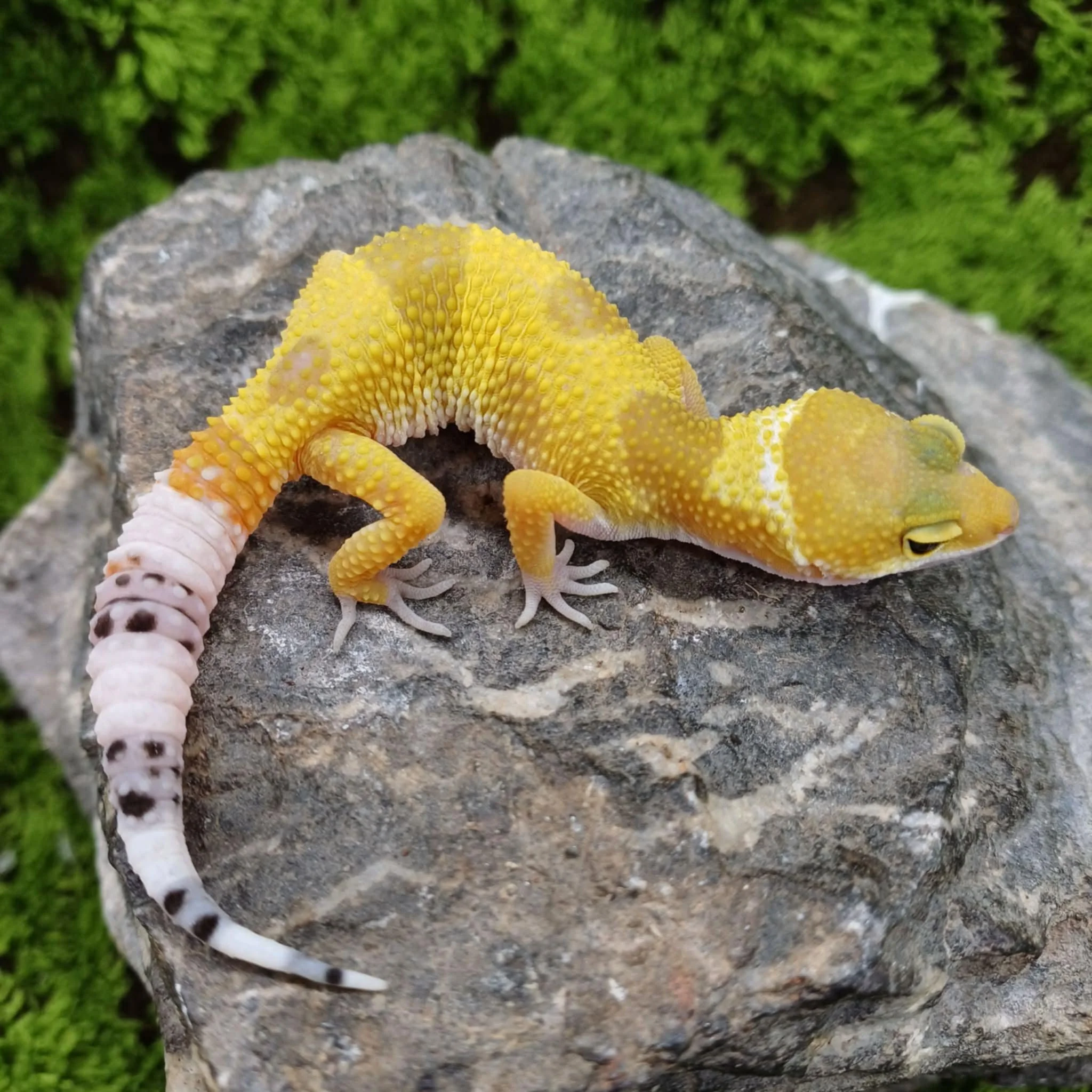 Baby Tangerine Leopard Gecko For Sale