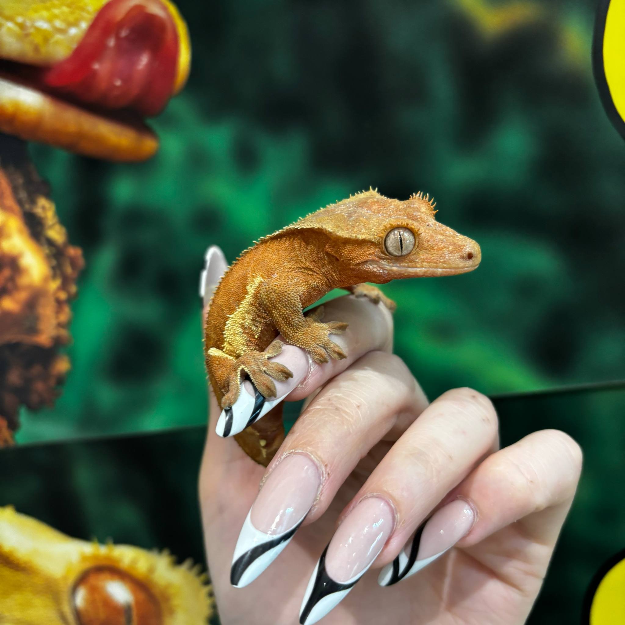 Phantom Red Lilly White Crested Gecko For Sale - Female