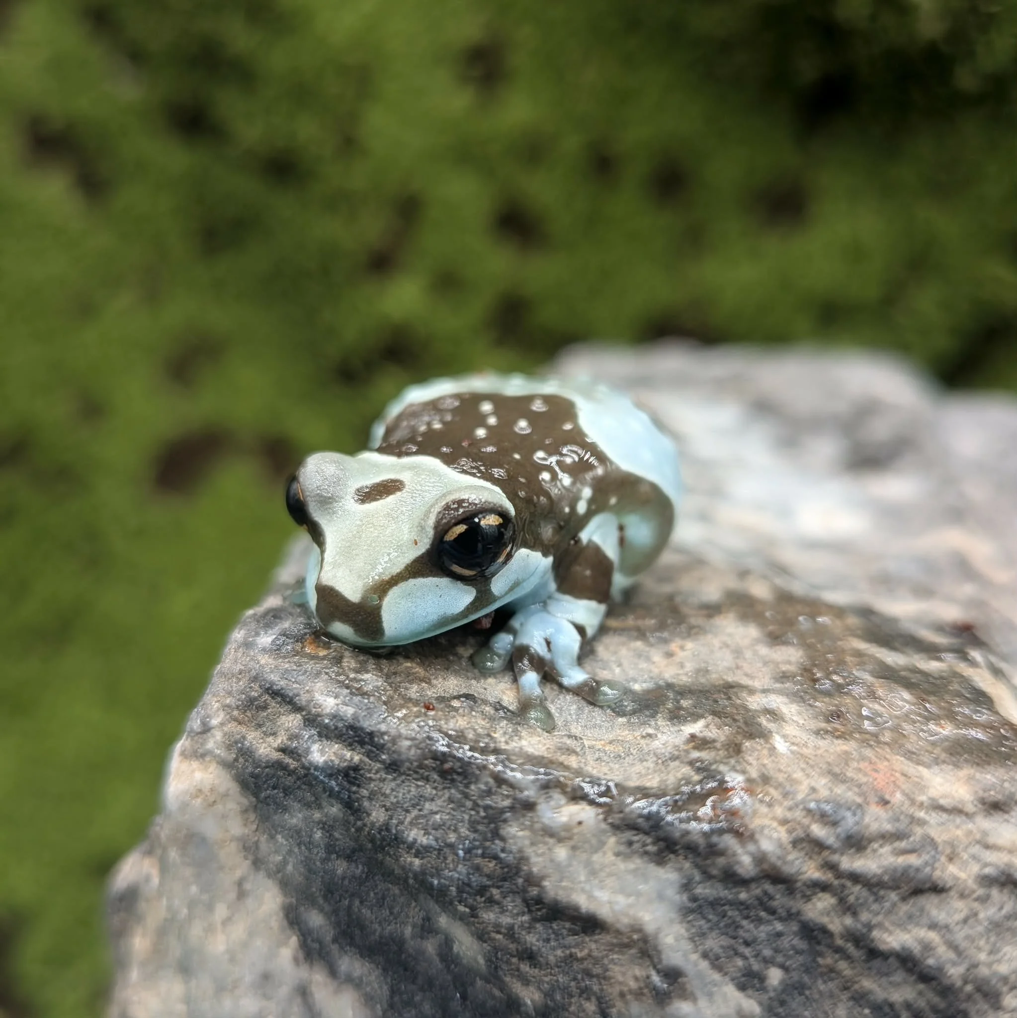 Juvenile Amazon Milk Frogs For Sale