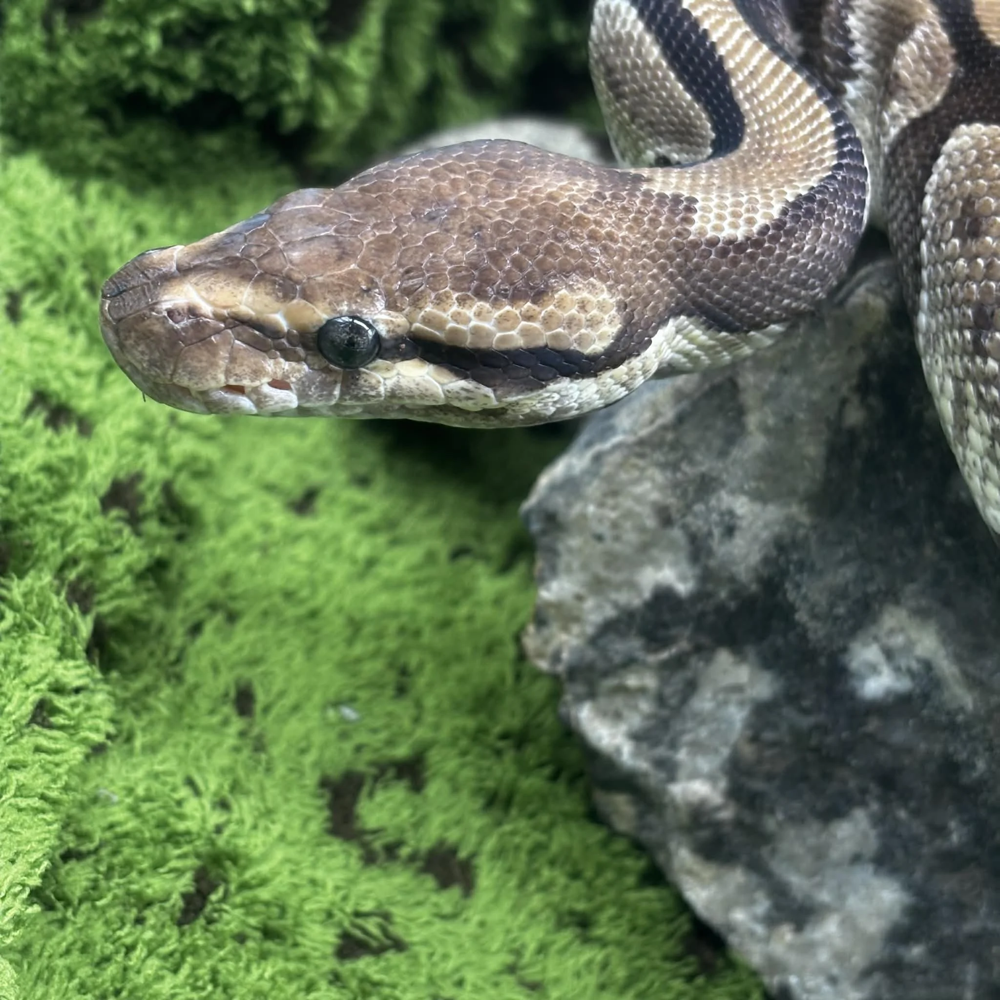 dd70cebb-c55e-4b6c-afa3-ae2f6dedf667 (1).jpeg