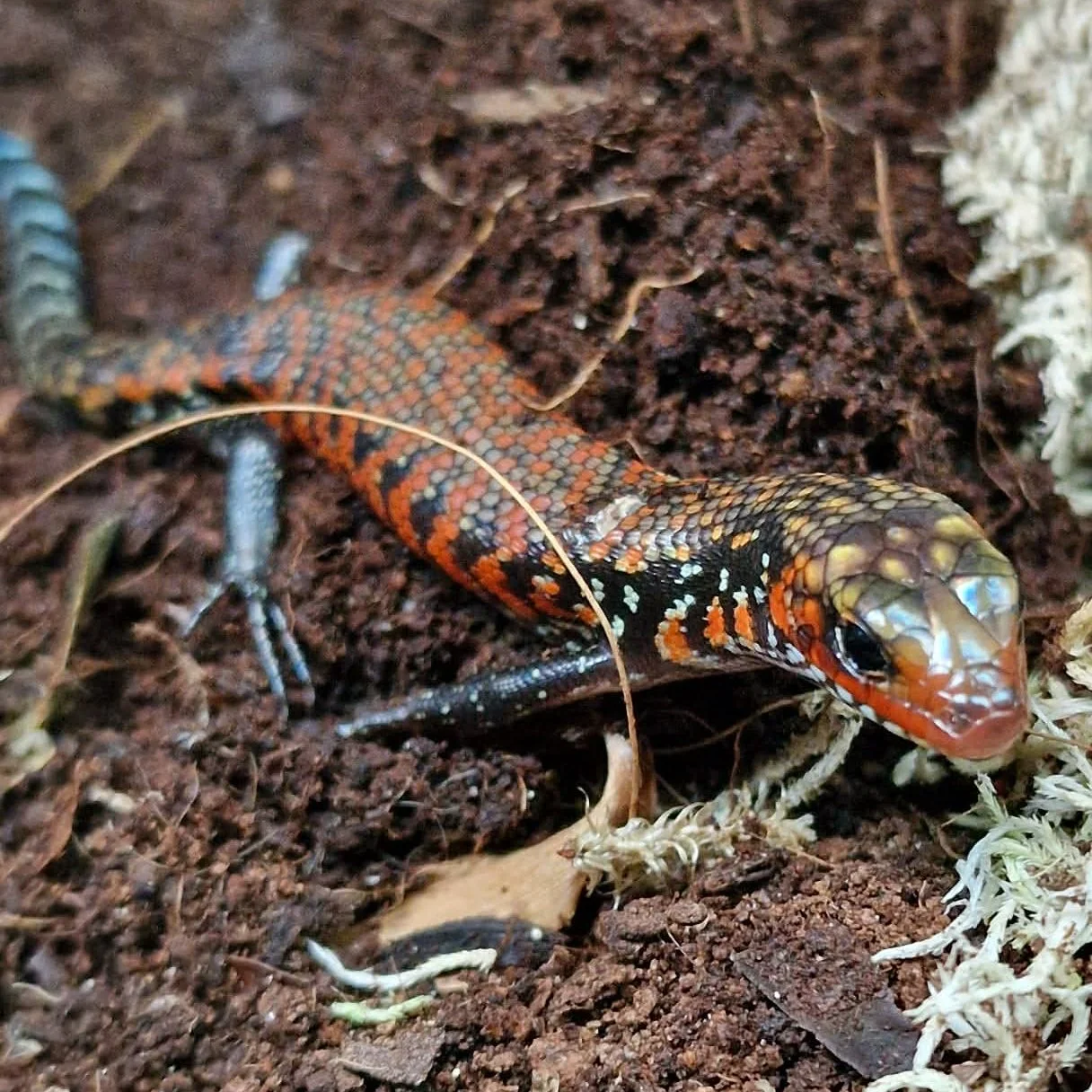 Stunning Baby Fire Skinks For Sale