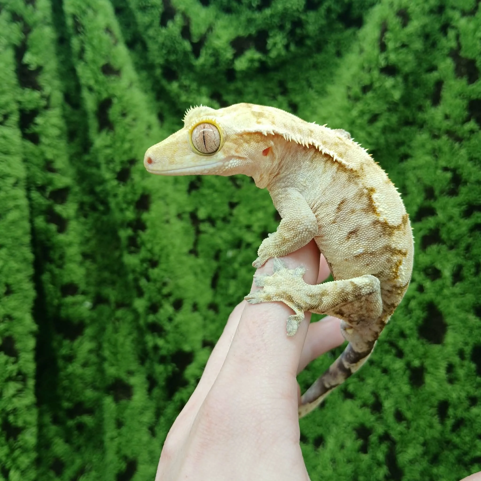 'Lenny' The Crested Gecko For Sale