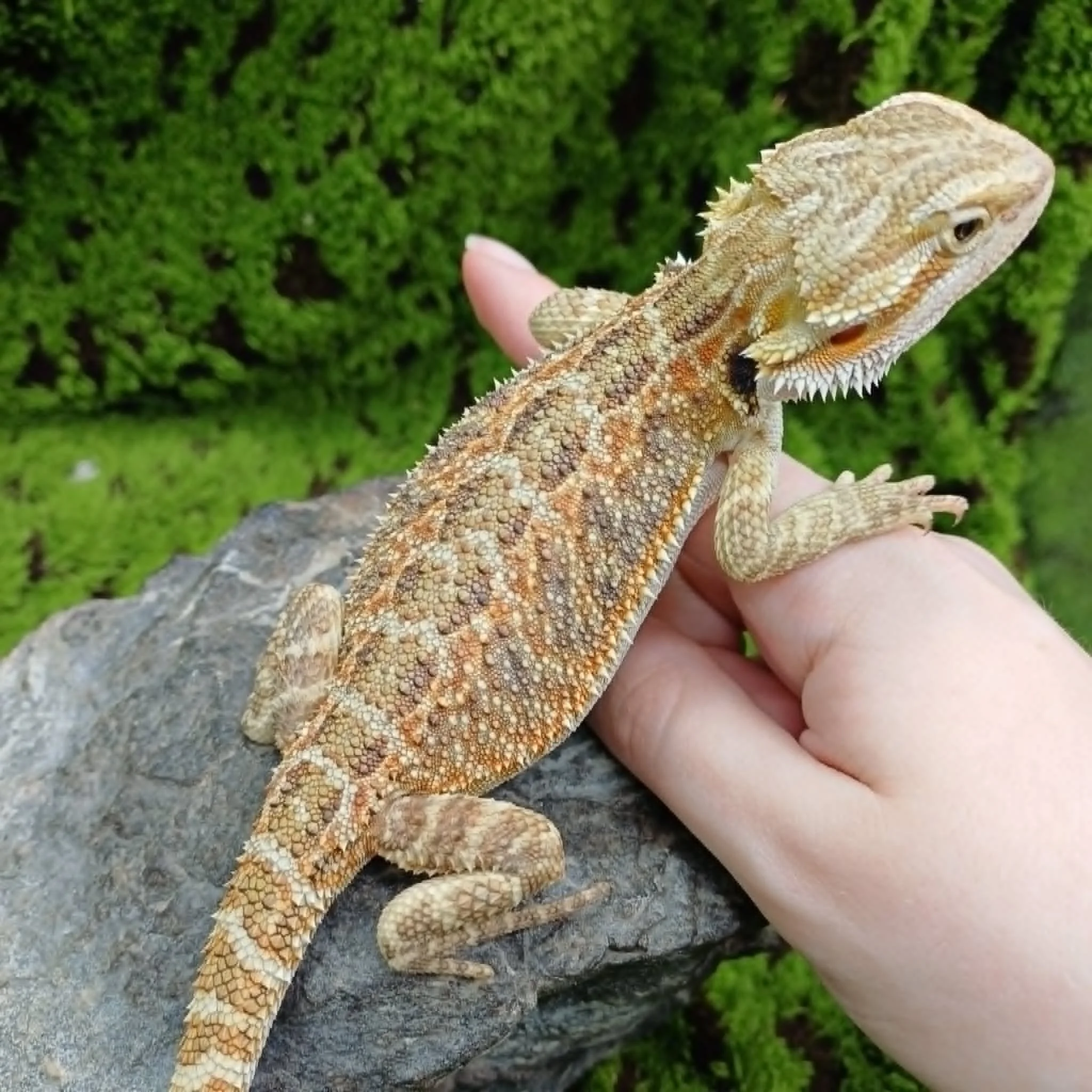 Bearded Dragon For Sale - Sandfire Tiger