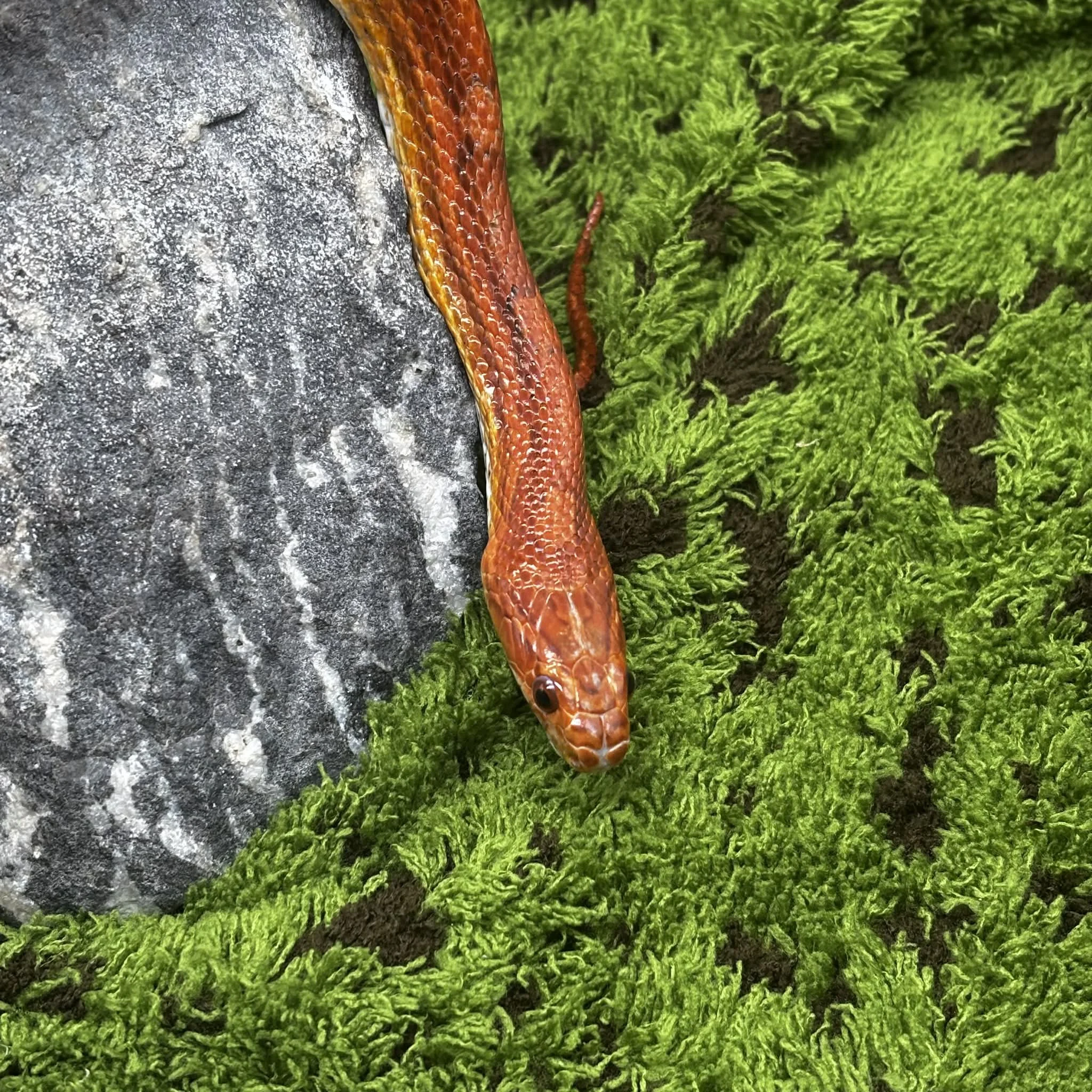 'Julian' The Corn Snake For Rehoming
