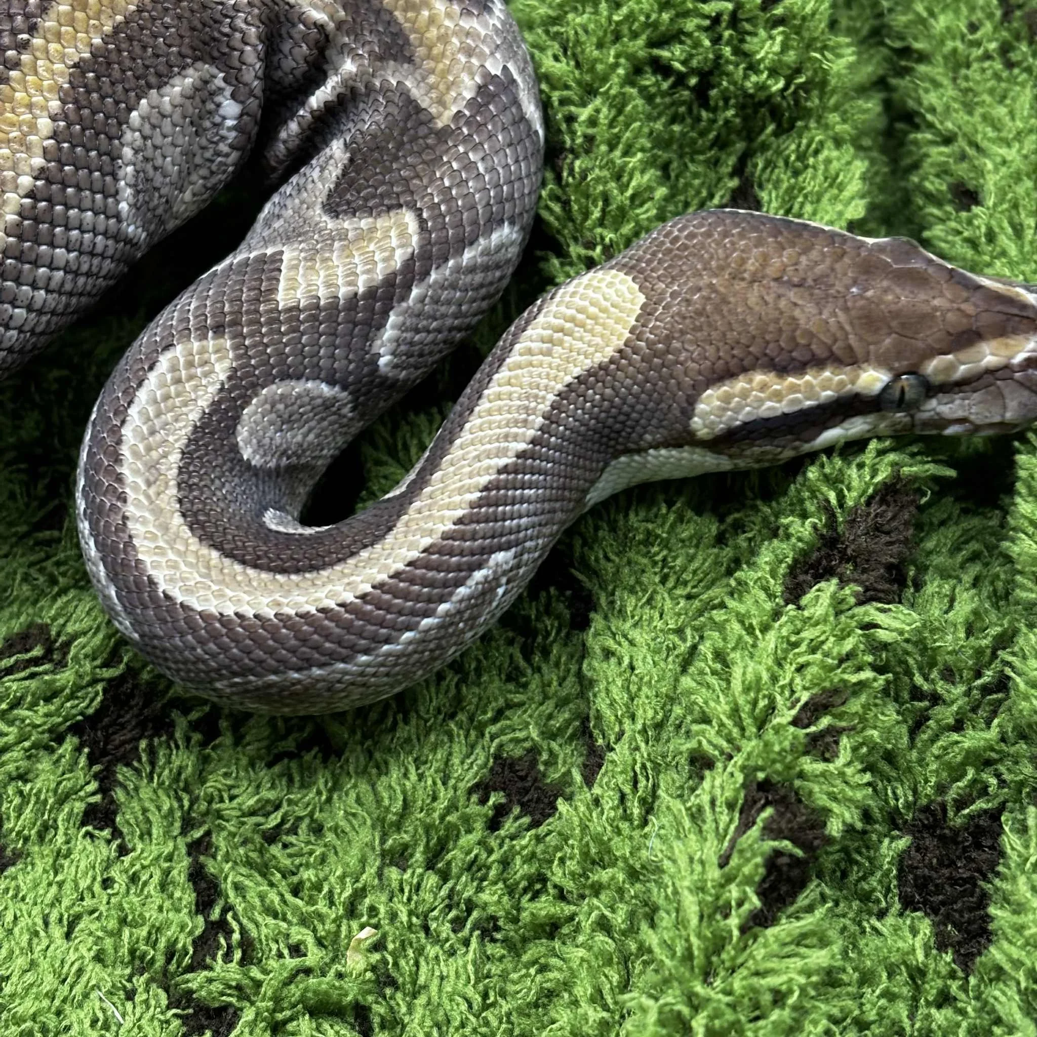 Lesser GHI Royal Python For Sale - Male