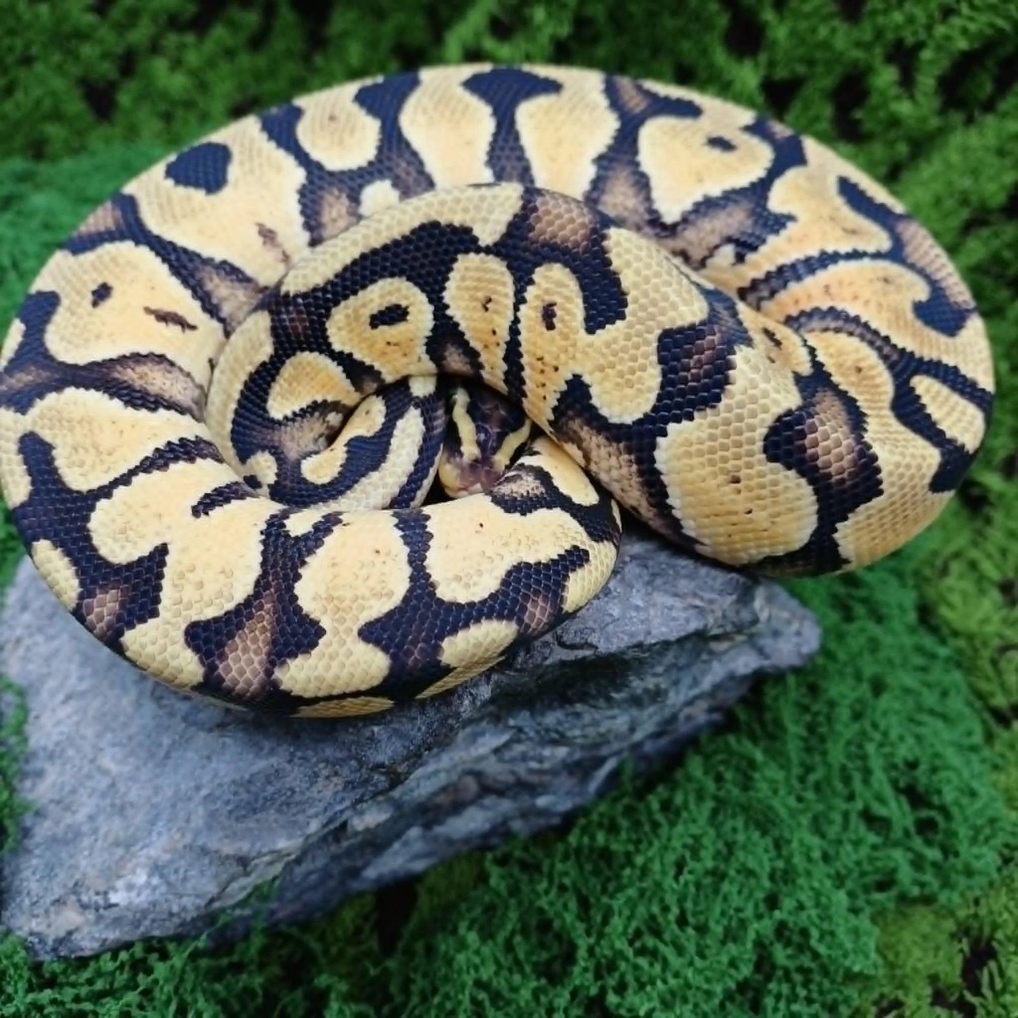 e83a7d3e-f79a-42b8-ae7e-792955606d82.jpeg