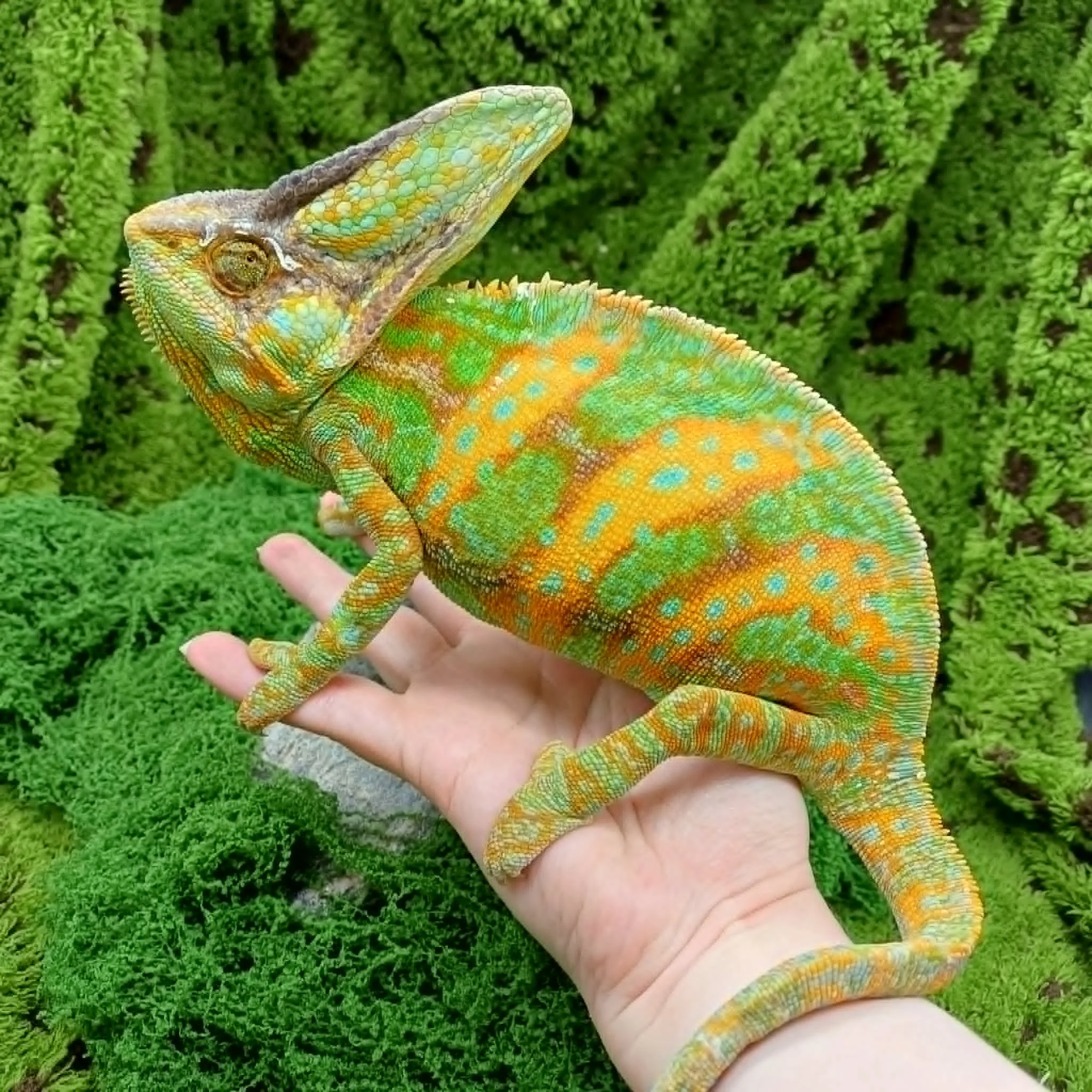 Adult Male Yemen Chameleon For Sale