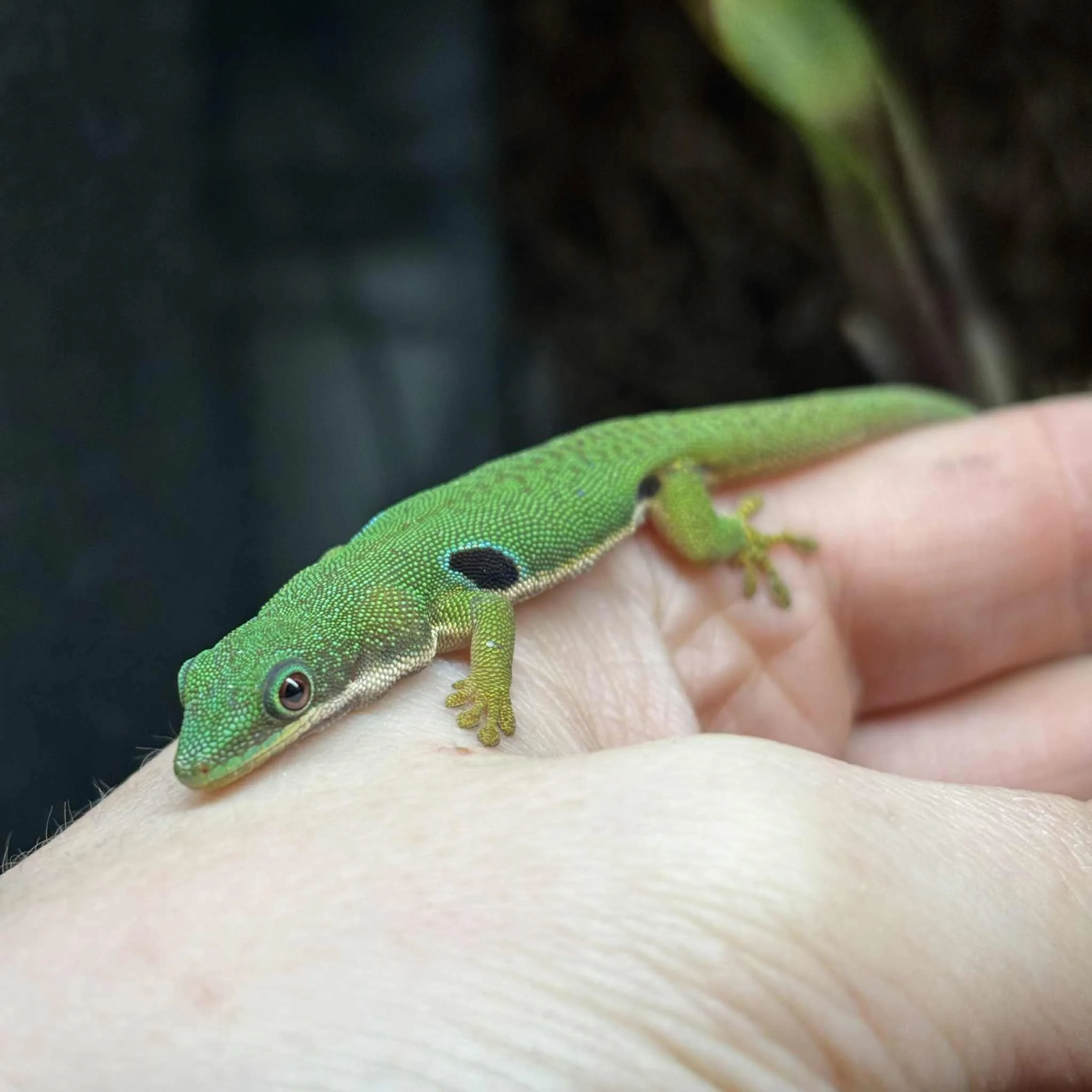 Female Peacock Day Gecko For Sale - Phelsuma quadriocellata