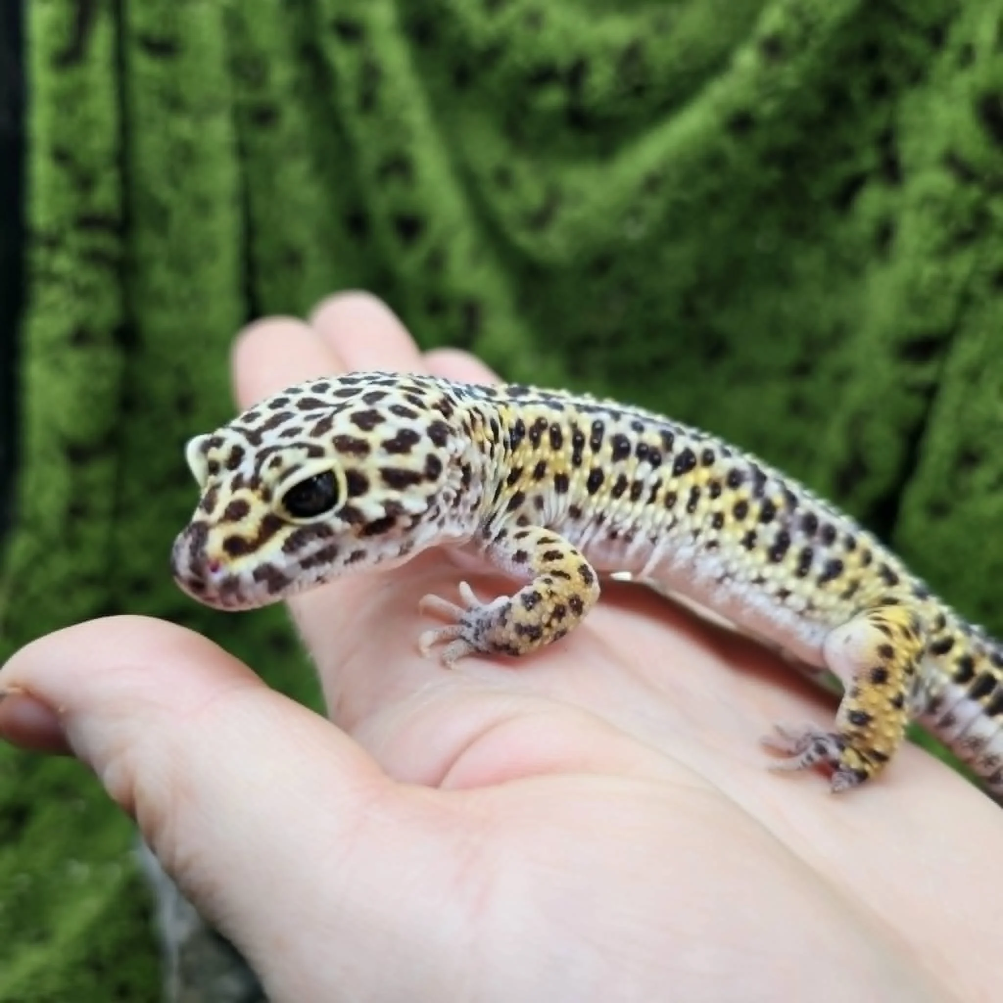 'Spotty Sam' The Leopard Gecko For Sale - Adult Male