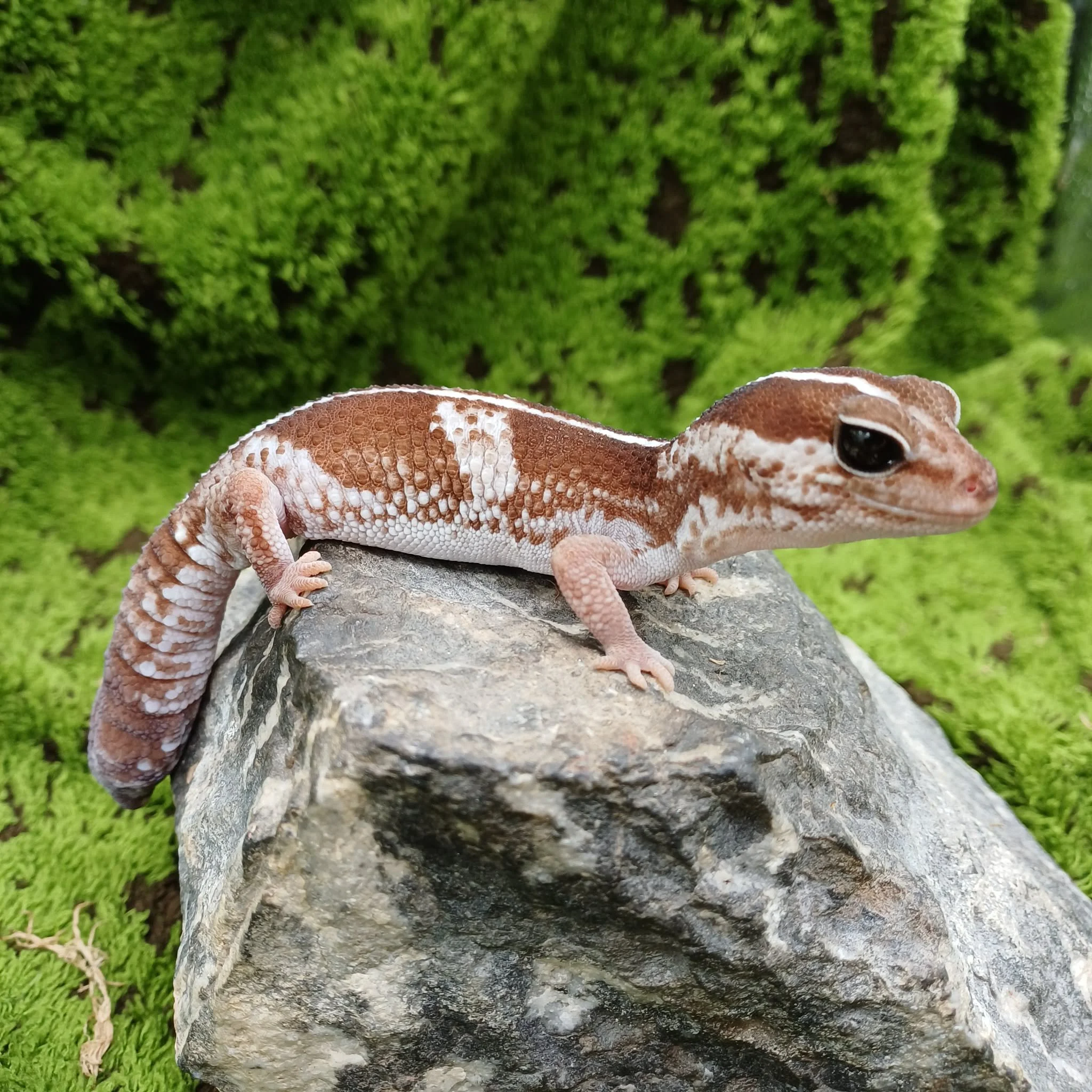 'Luna' The African Fat Tailed Gecko For Sale - Adult Female