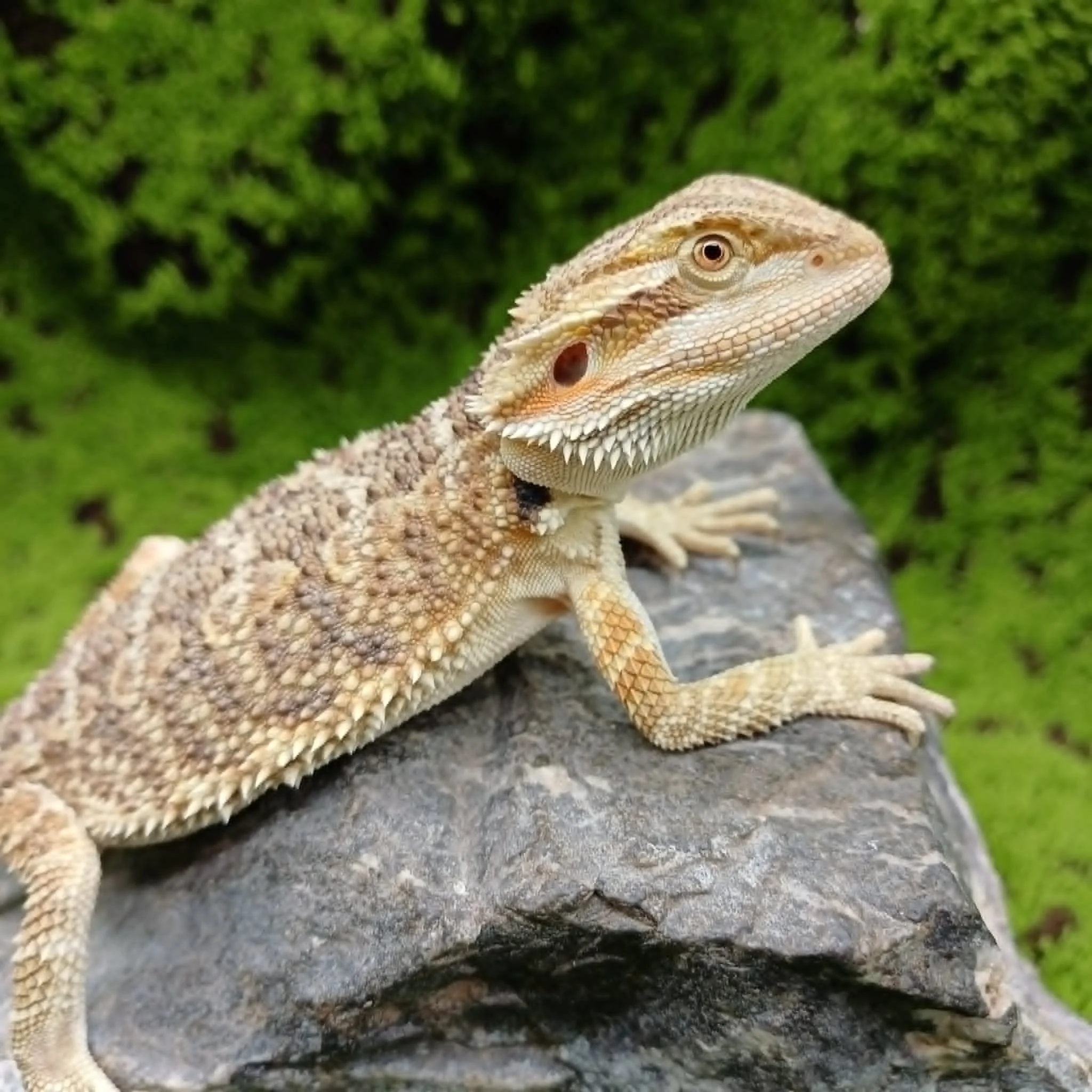 Bearded Dragon For Sale - Tiger