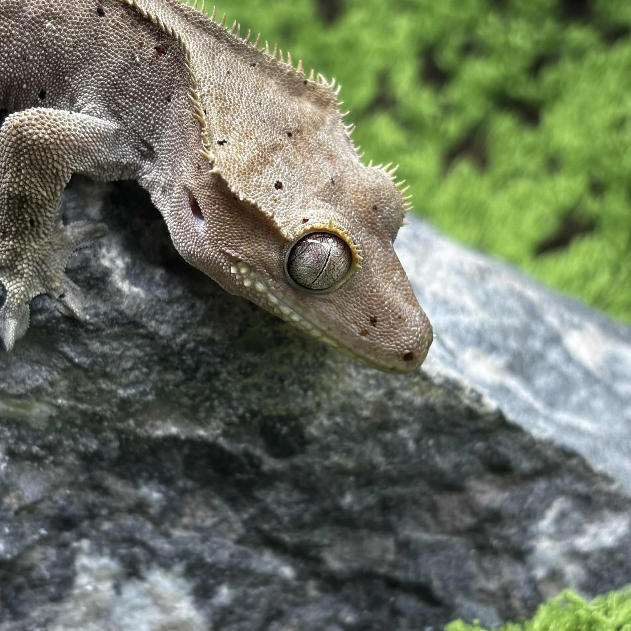 Red Spot Dalmatian Crested Gecko For Sale - Male