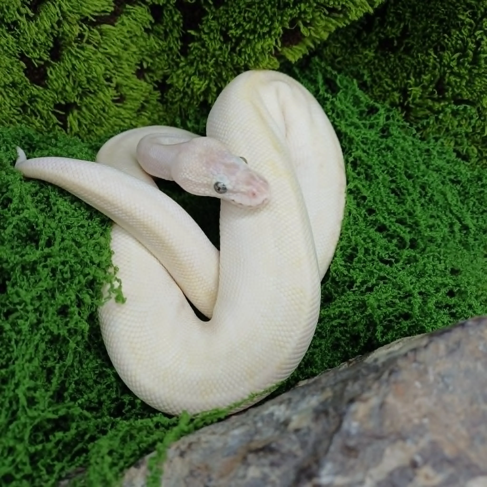 Blue Eyed Lucy Royal Python For Sale - Female