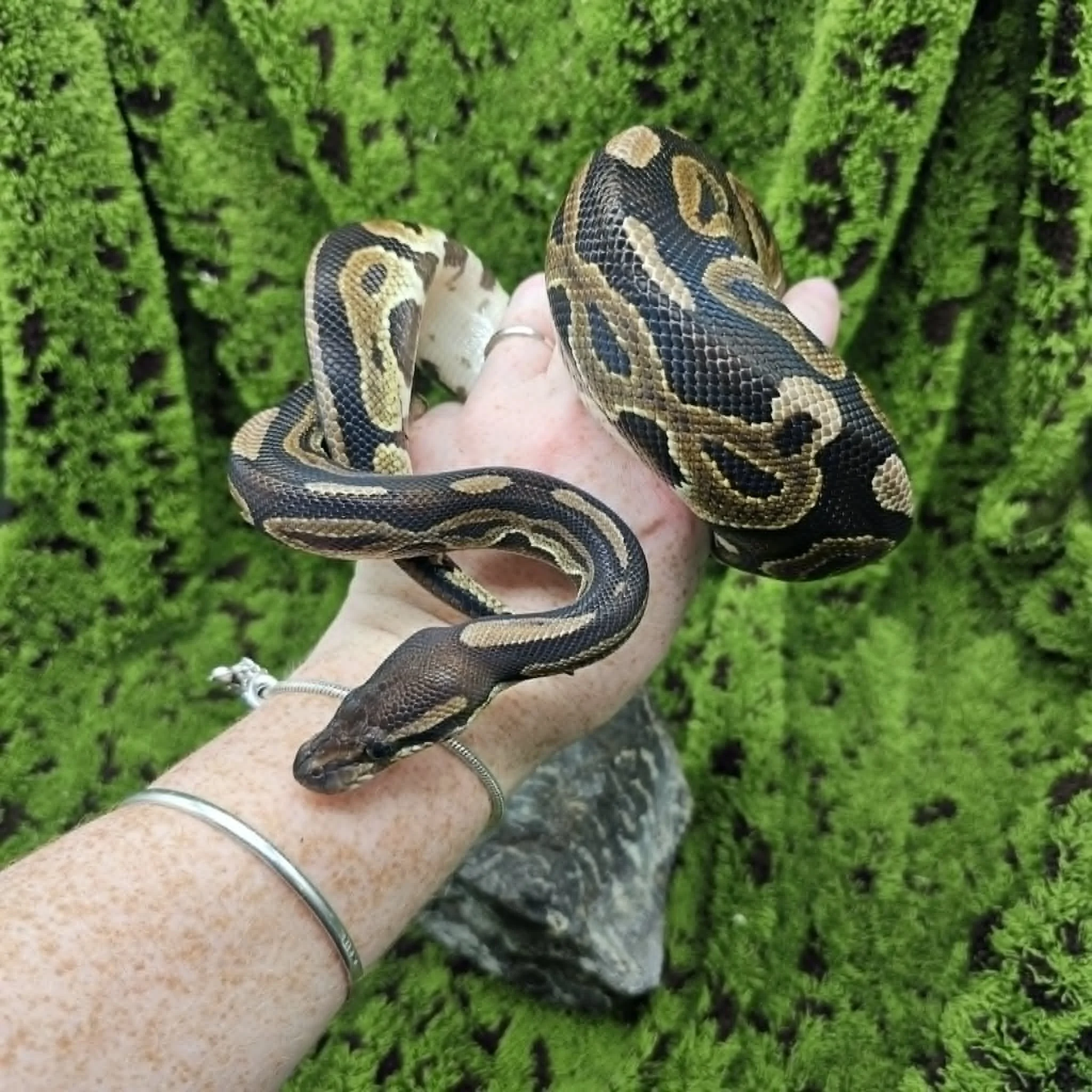 Black Pastel Royal Python For Sale - Female
