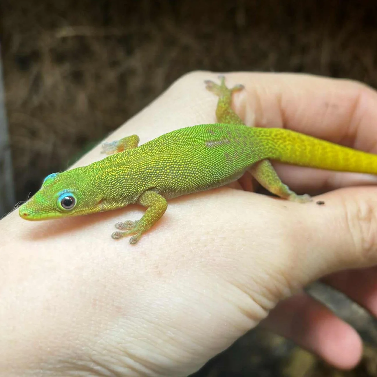 Adult Pair Gold Dust Day Geckos For Sale