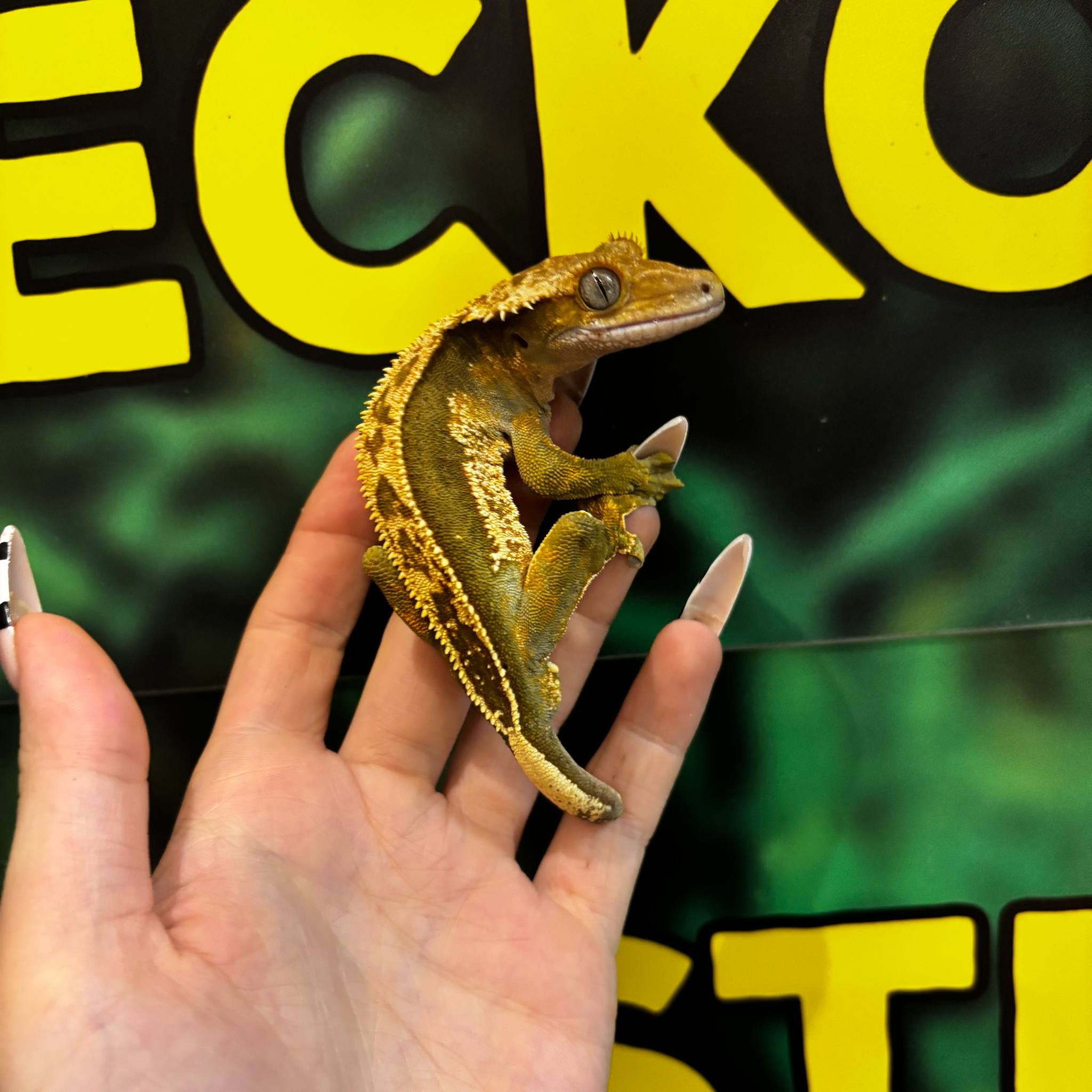 Full Pin Quadstripe Crested Gecko For Sale - Male