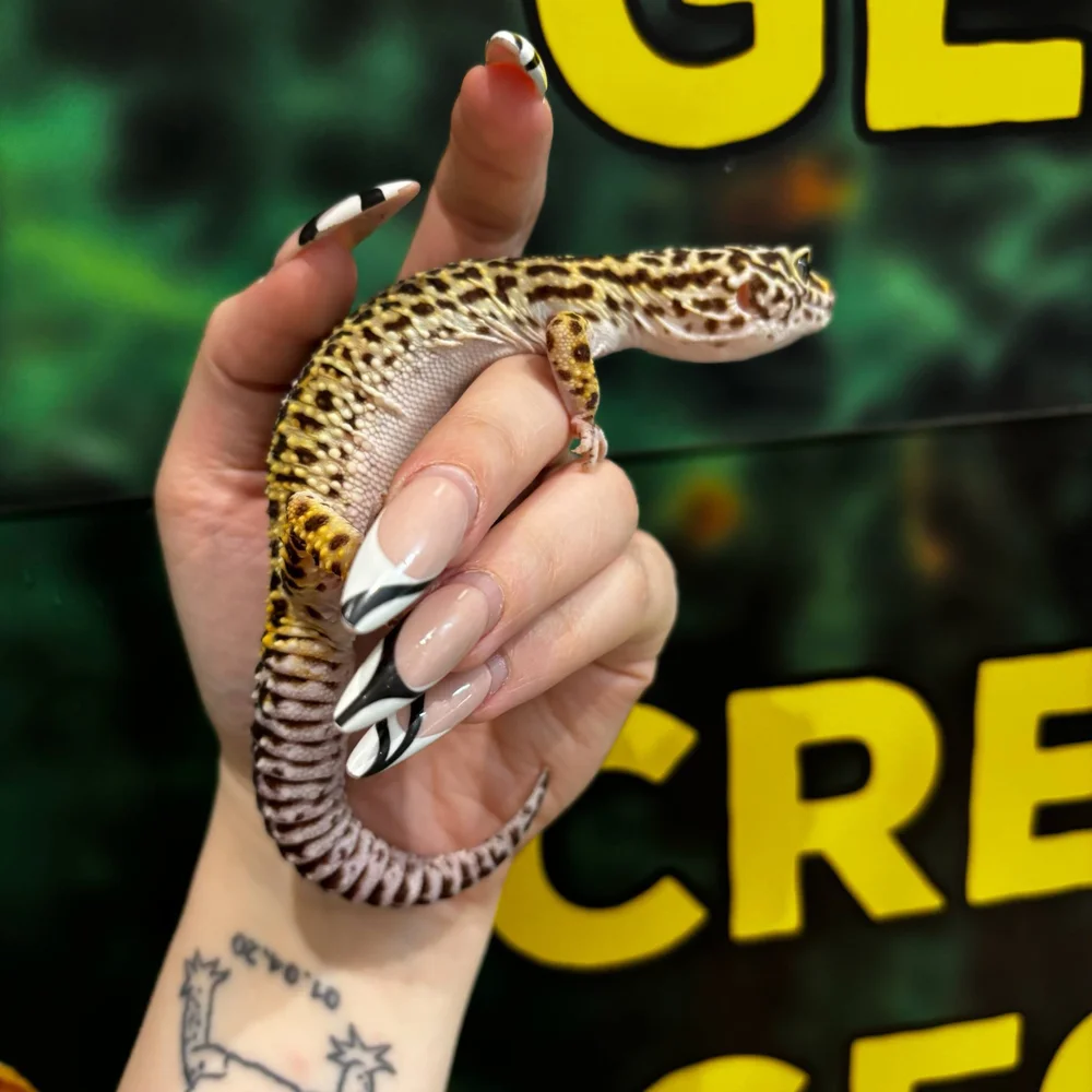 Petsmart Petco Lizard Prices Petco Bearded Dragons Pet Lizards